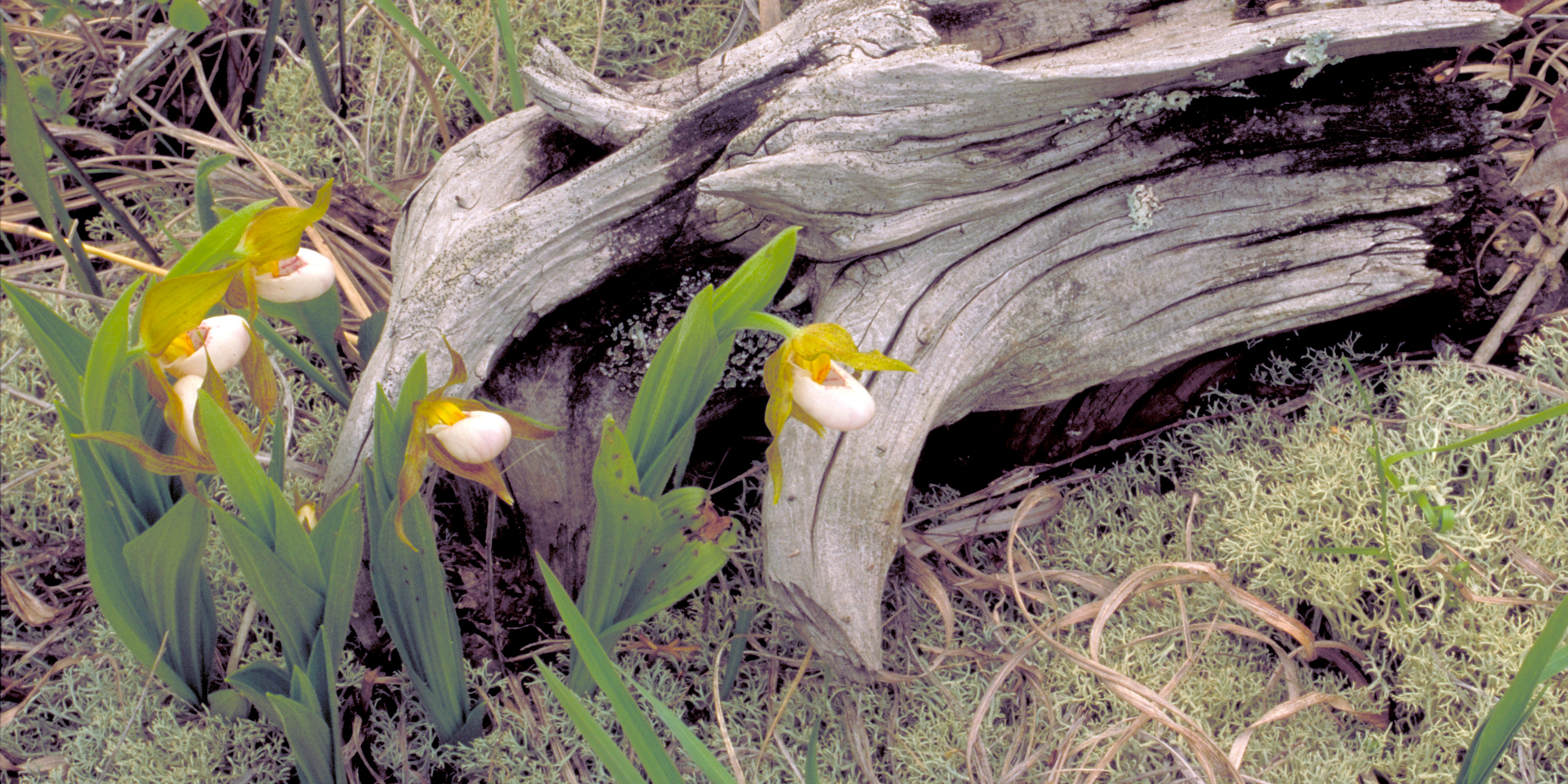 Image of White Lady's-slipper