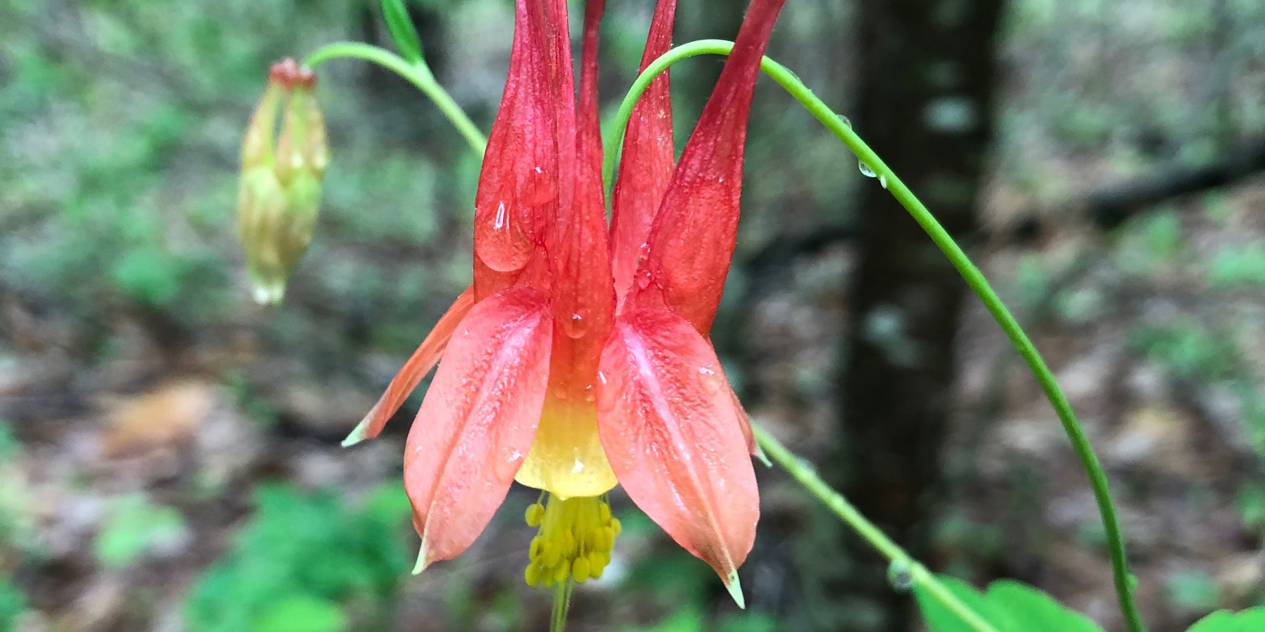 Consider the miracle of the wild columbine