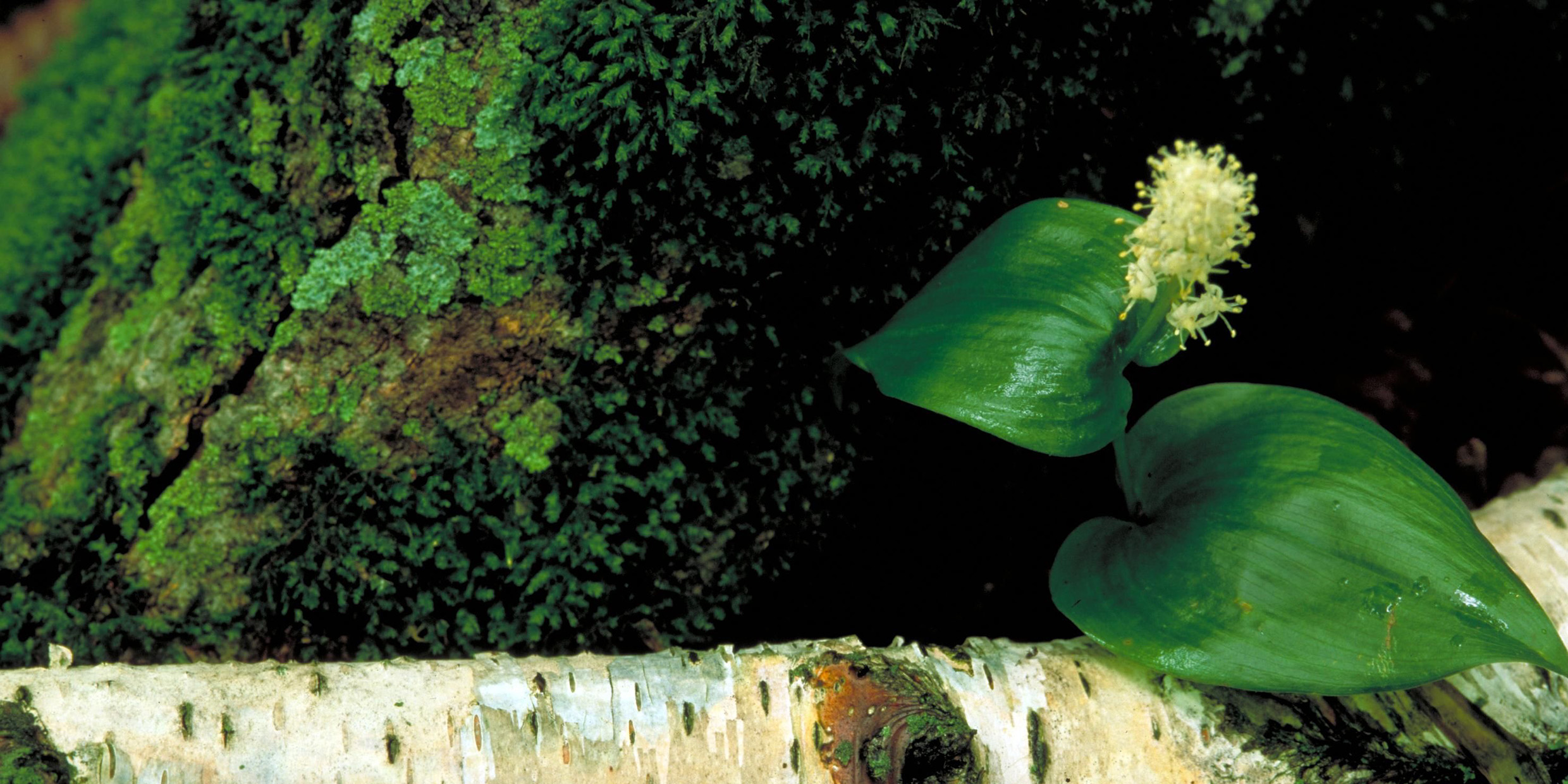Photo of Canada mayflower
