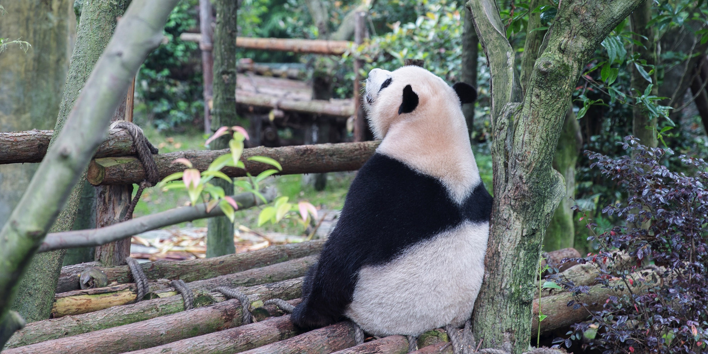 Giant panda’s a bear after all