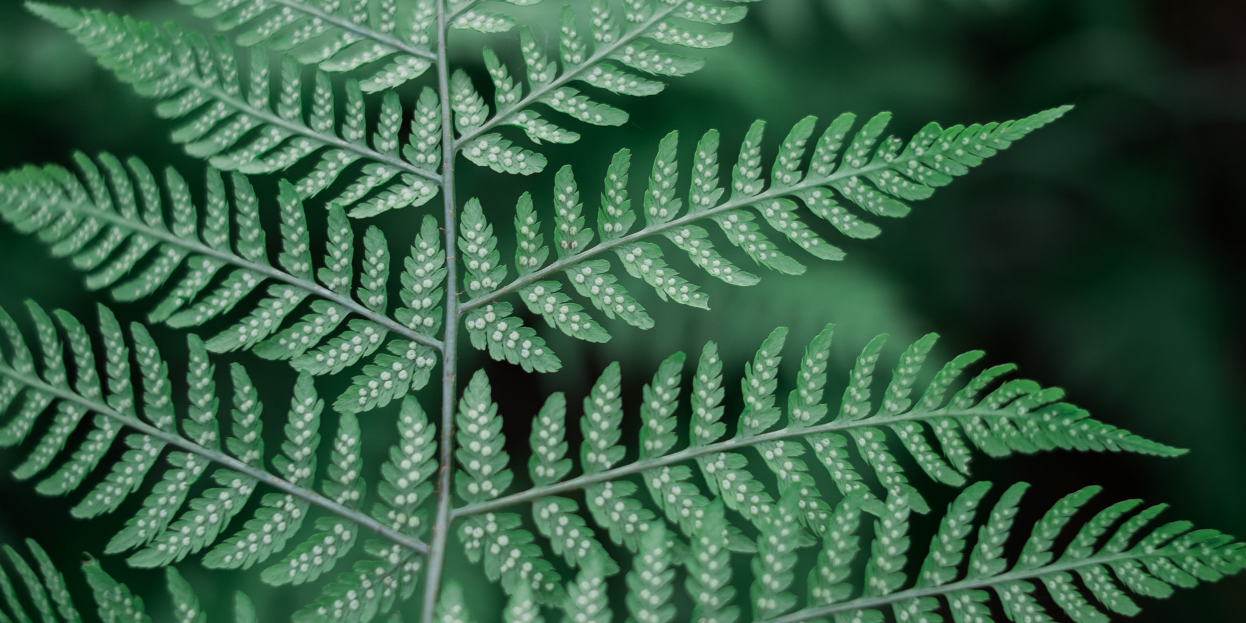 Image of a fern