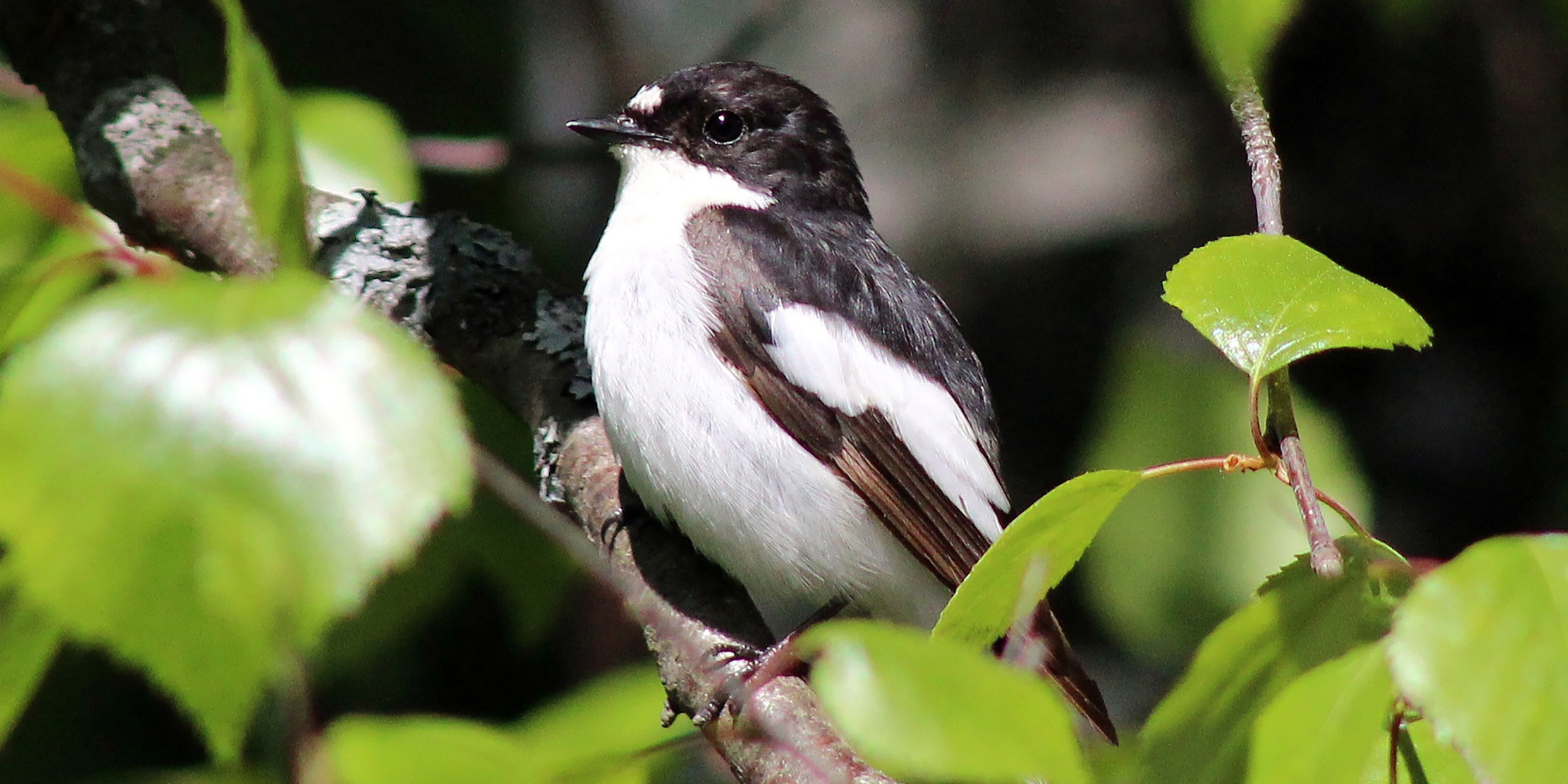 Image of pied flycatcher