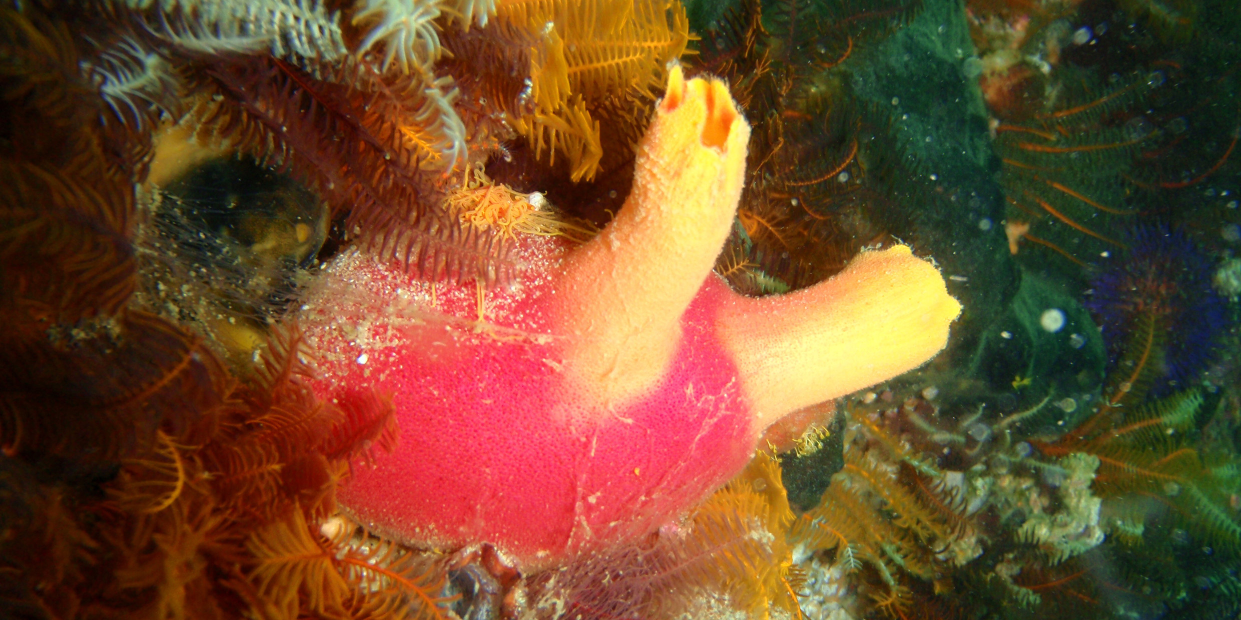 Image of a sea squirt