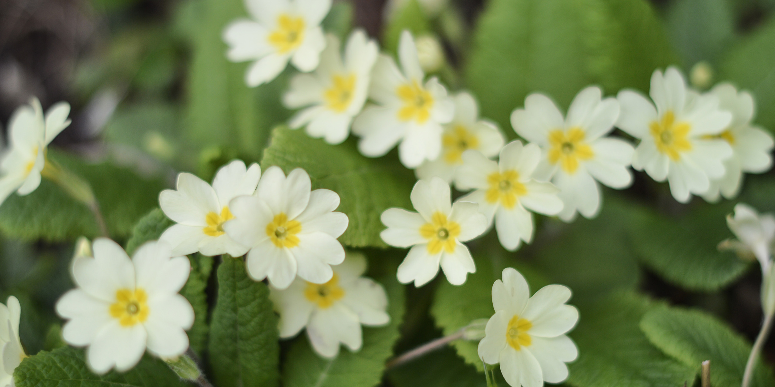 A primrose is a primrose — well, not always
