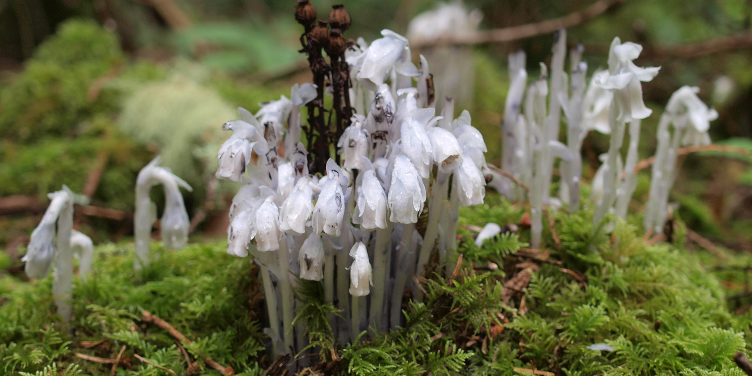 Image of Indian-pipe