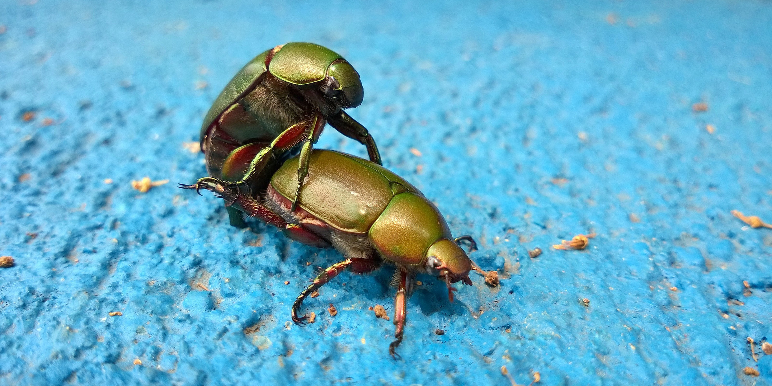 Image of mating beetles