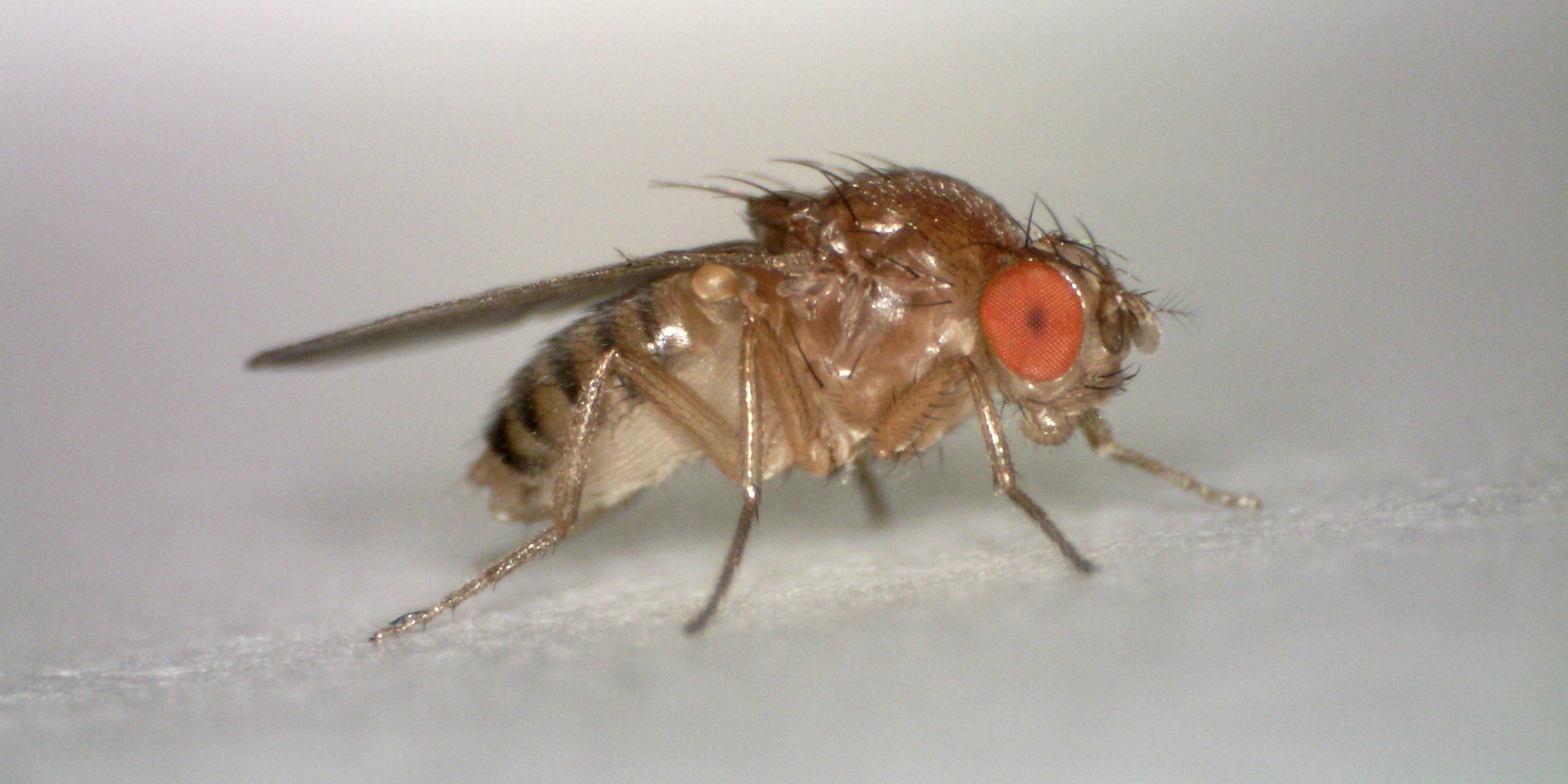 All hail the fruit fly