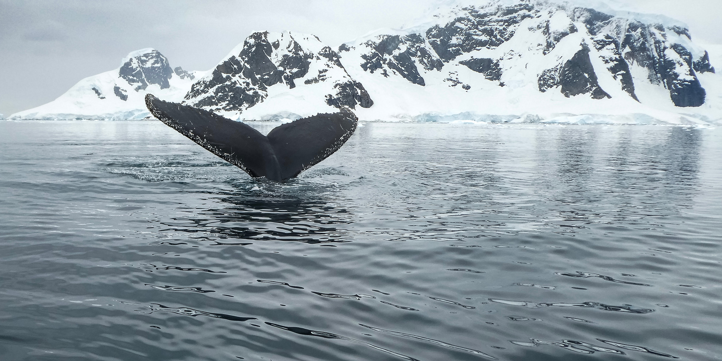 Image of whale's tail above water