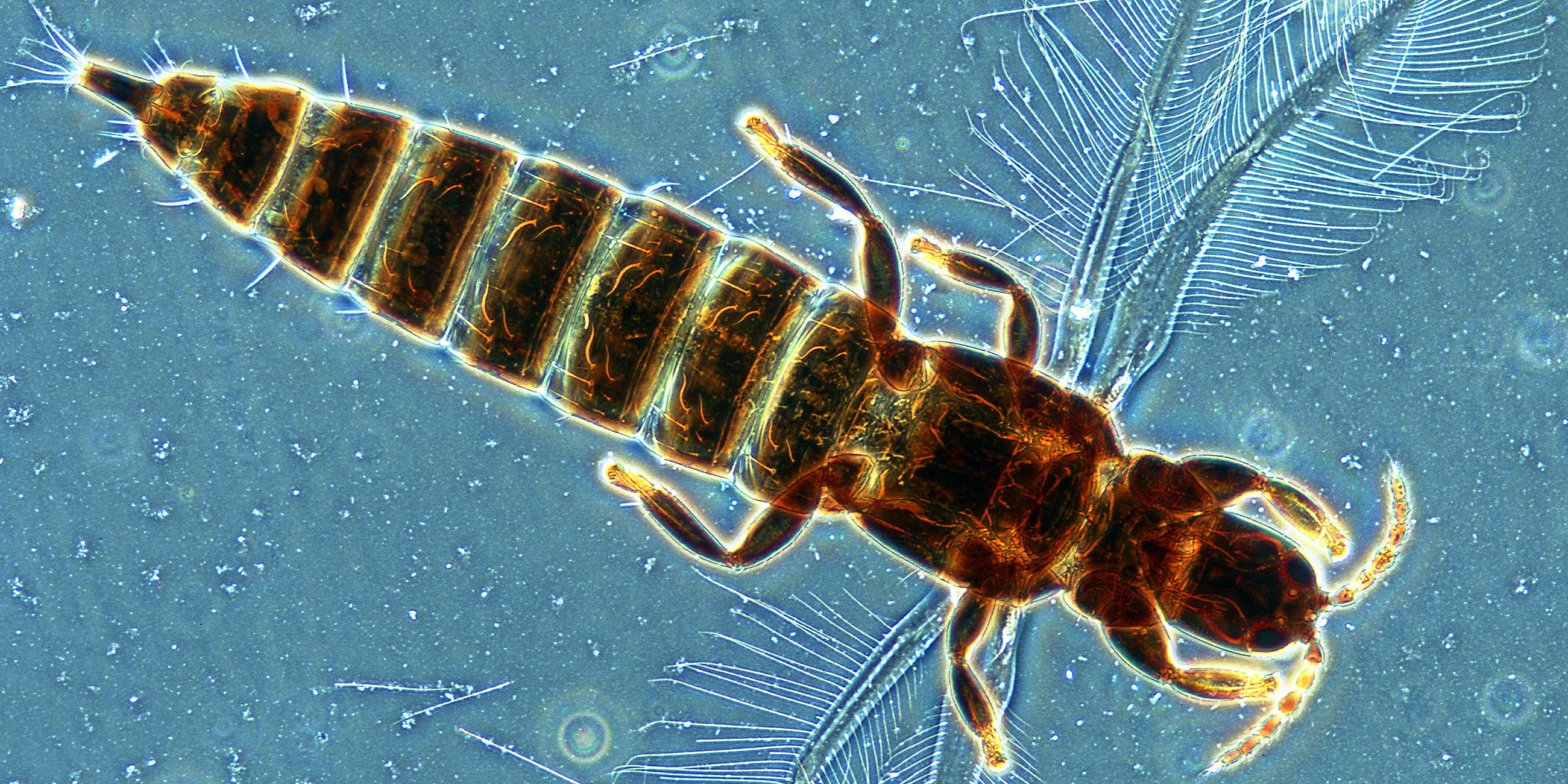 Image of a thrips