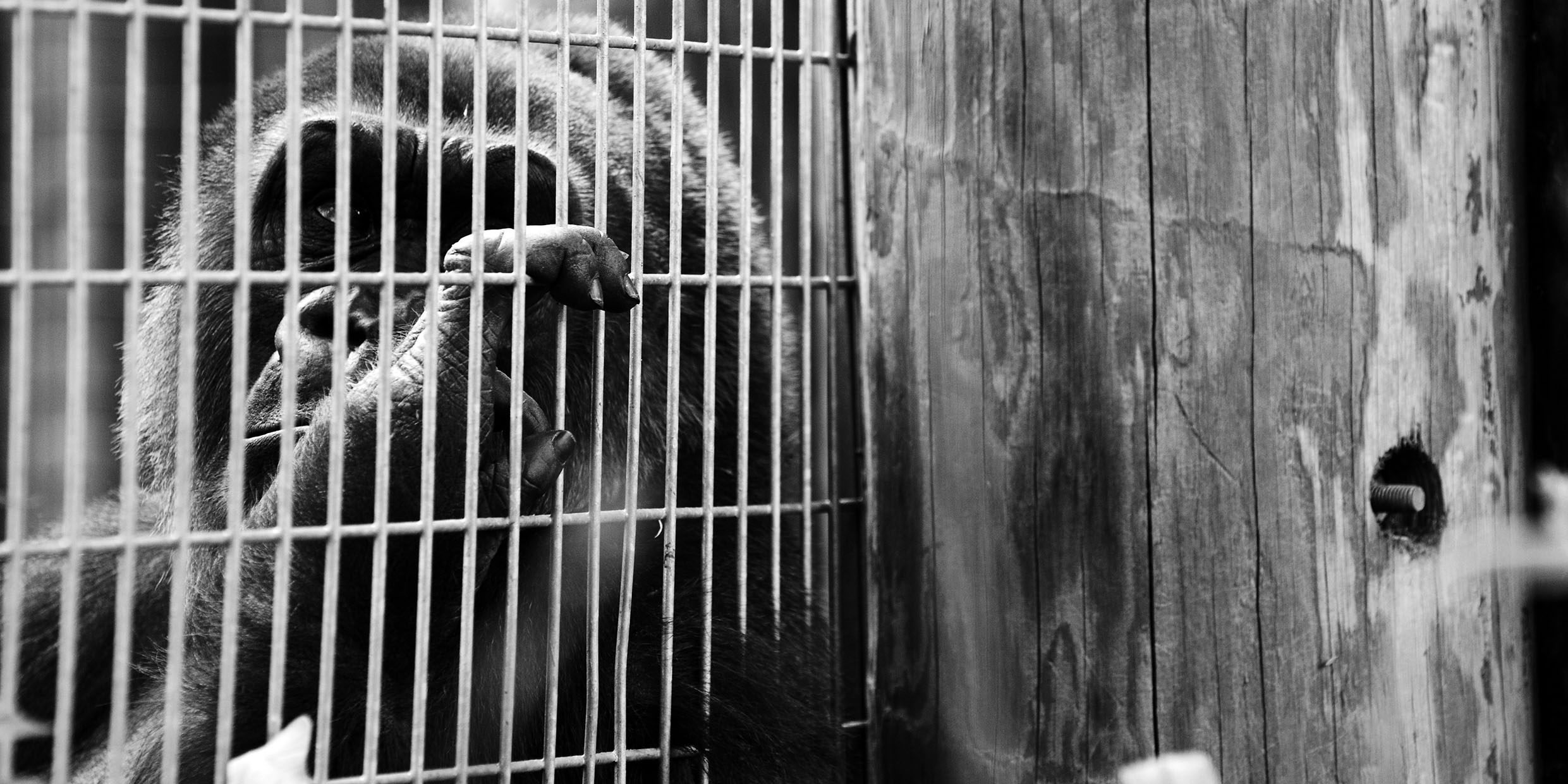 The sadness of captivity