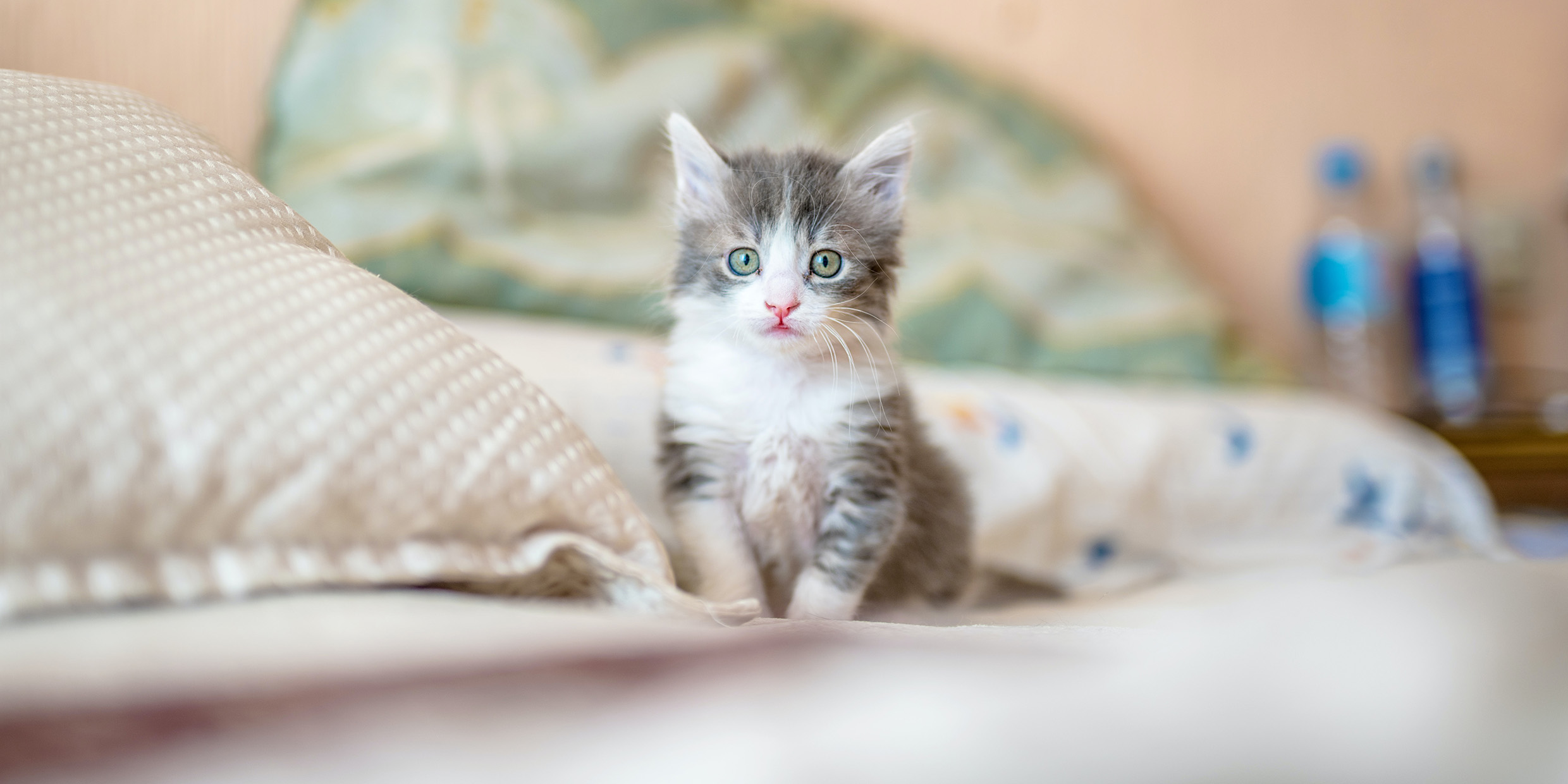 Image of fuzzy kitten