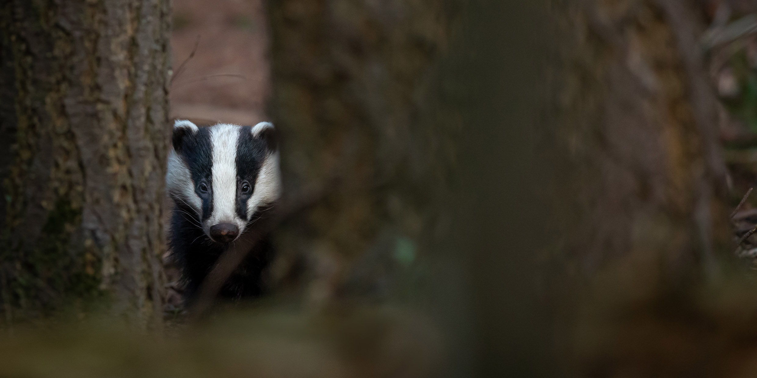 Image of badger looking out from behind a tree