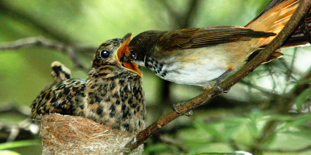 Birds of a different feather - Science Musings