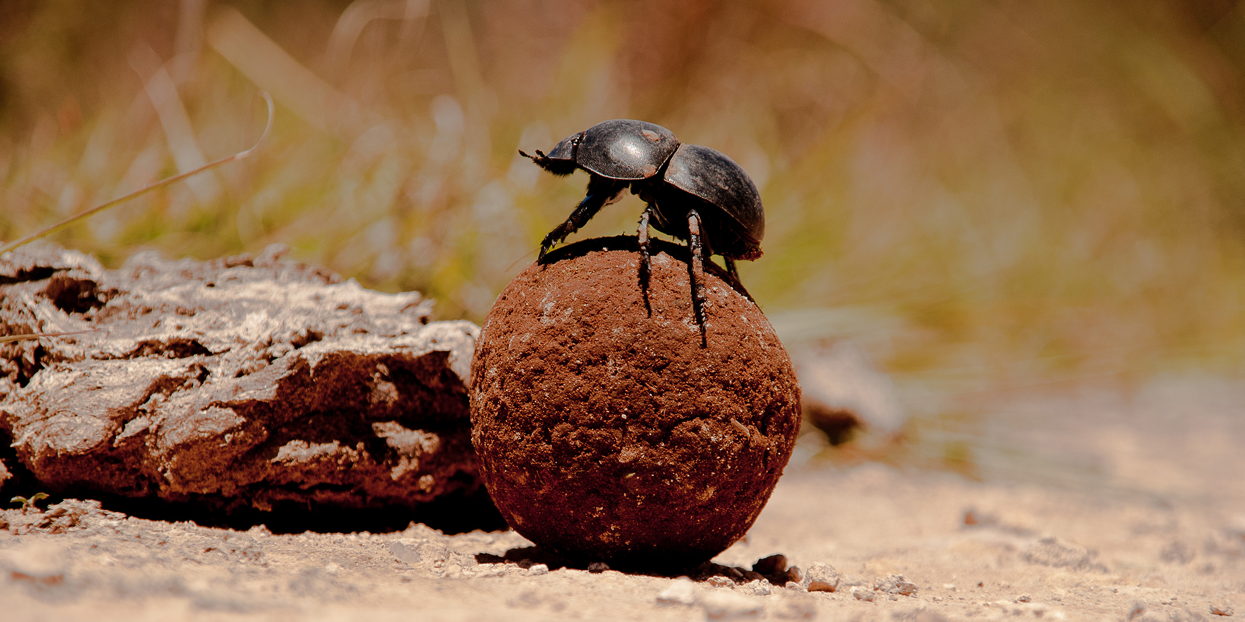Image of beetle atop a ball of dung