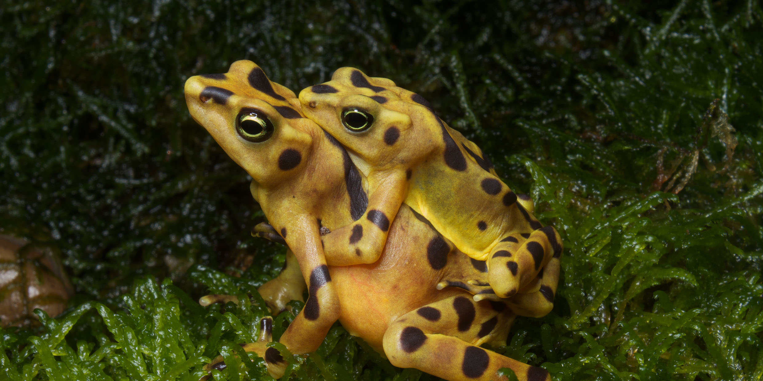 Image of two frogs mating