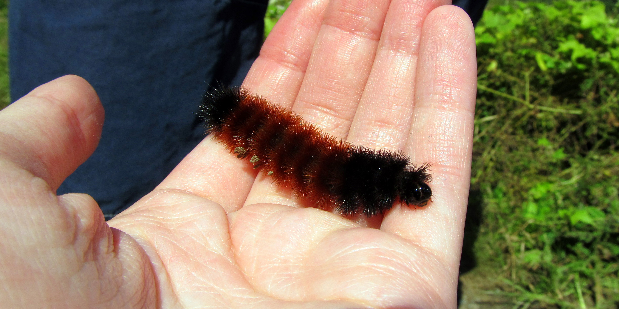 Image of a wooly bear caterpillar resting on a person's open palm