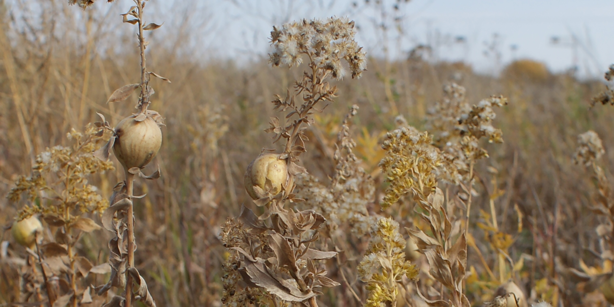 Image of goldenrod stems with swollen galls