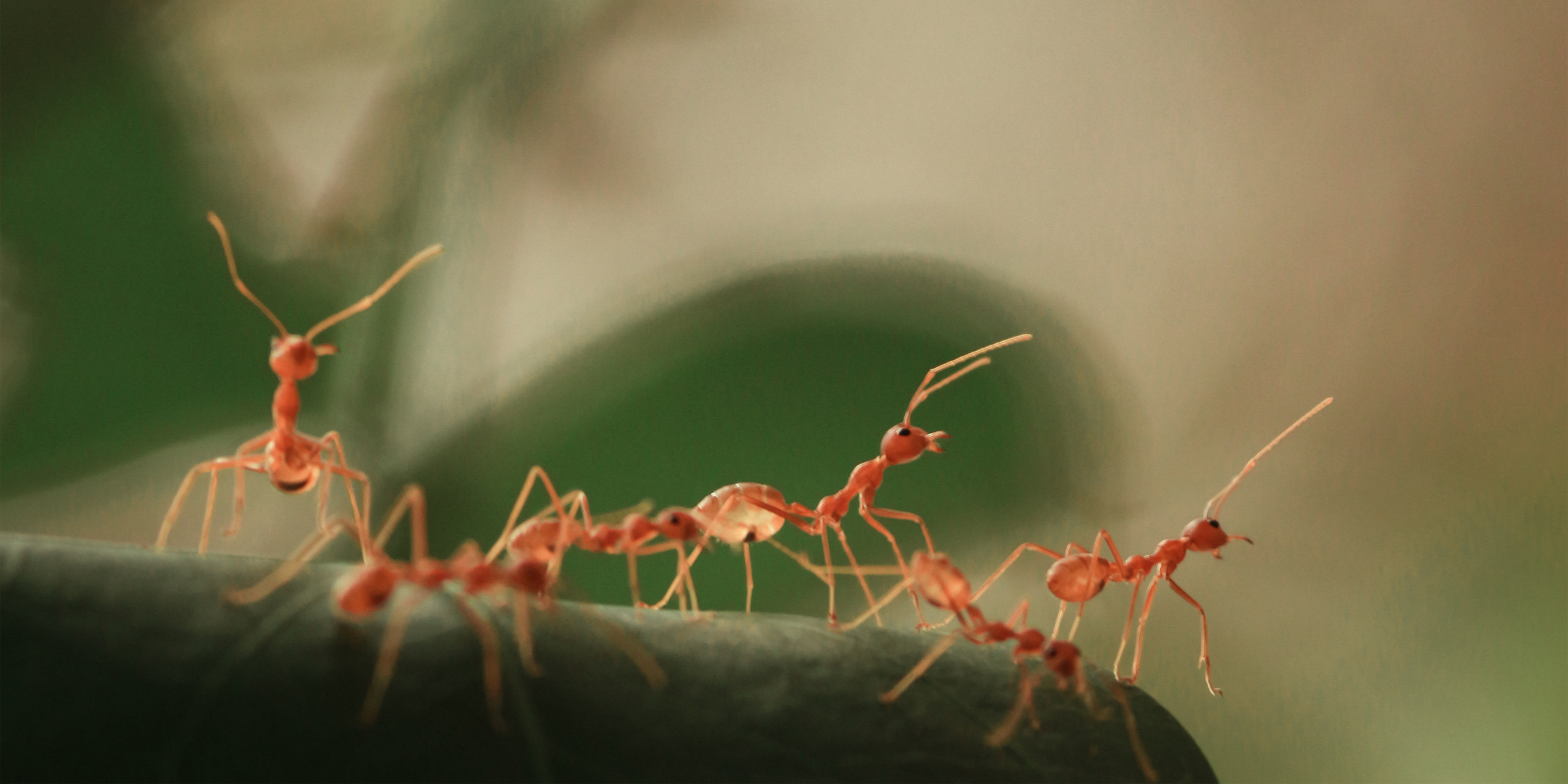 Close-up image of several ants