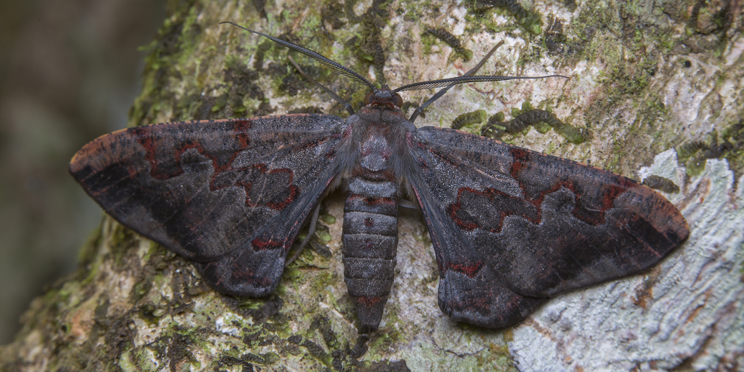 Image of a dark moth resting on tree bark