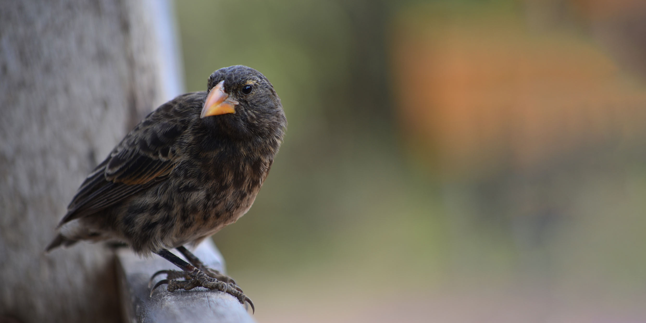 Image of a brown ground finch standing on a wooden rail