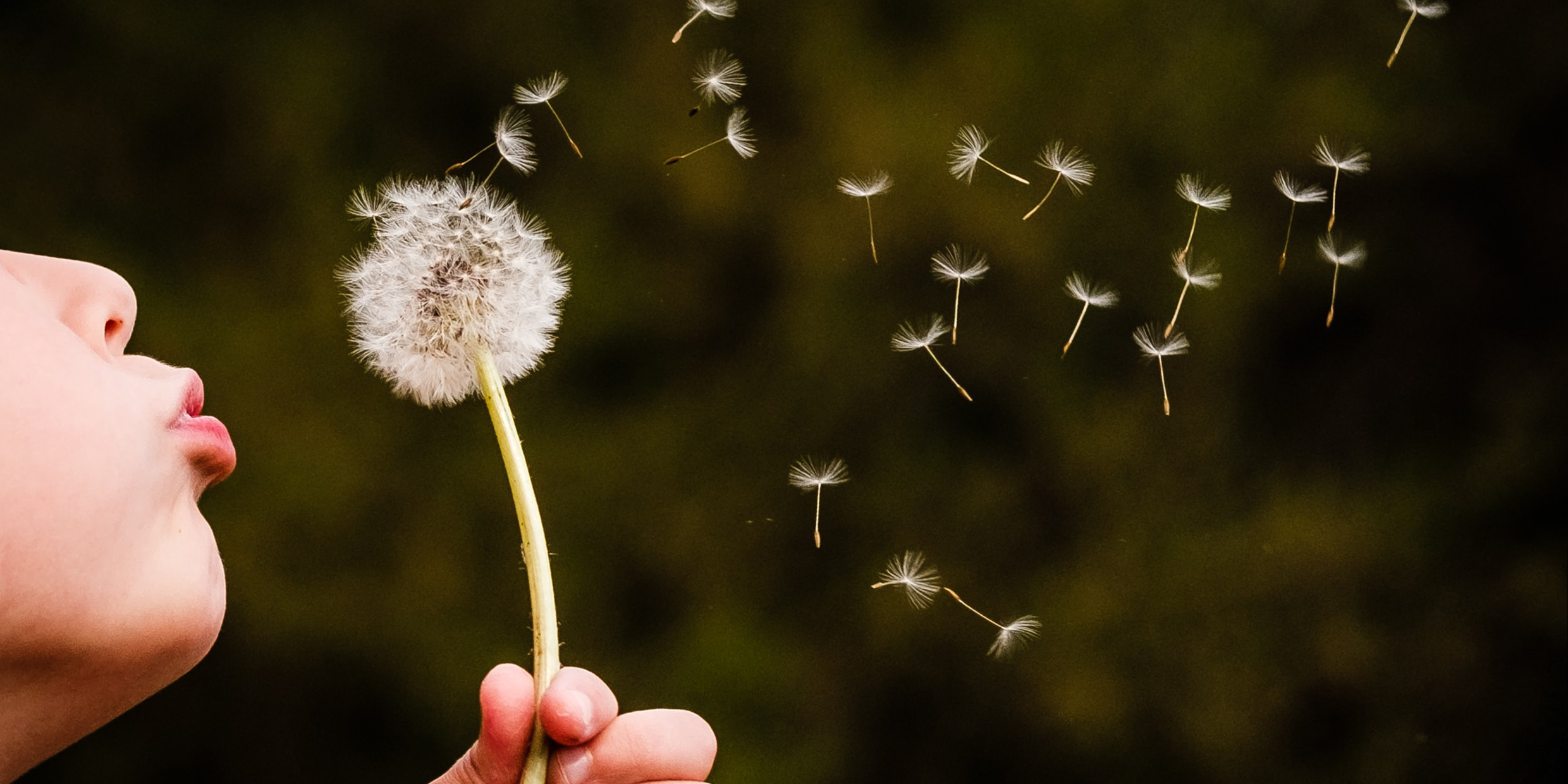 Image of child blowing dandelion seeds away from flower