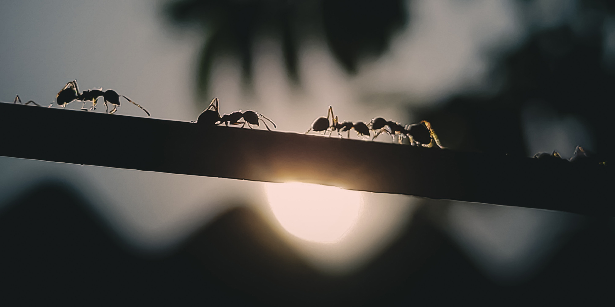 Image of a line of ants silhouetted by sunlight