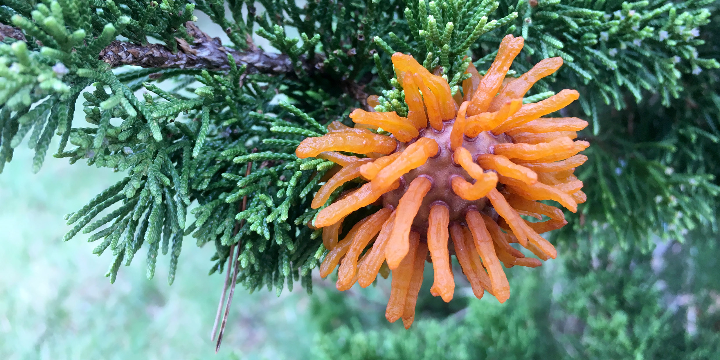 Image of an orange tentacled fungus attached to a juniper tree