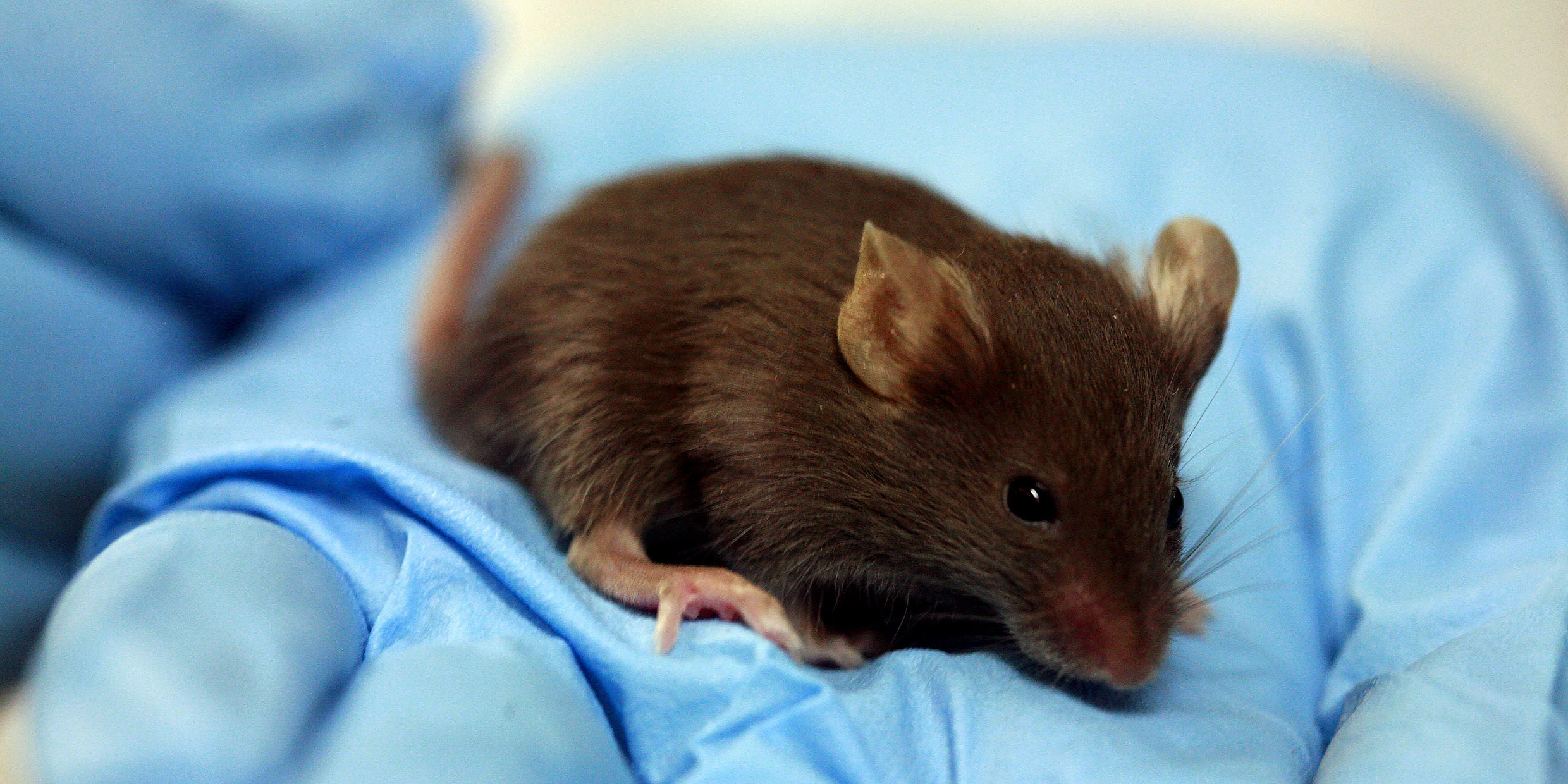 Image of a brown mouse held by a gloved hand