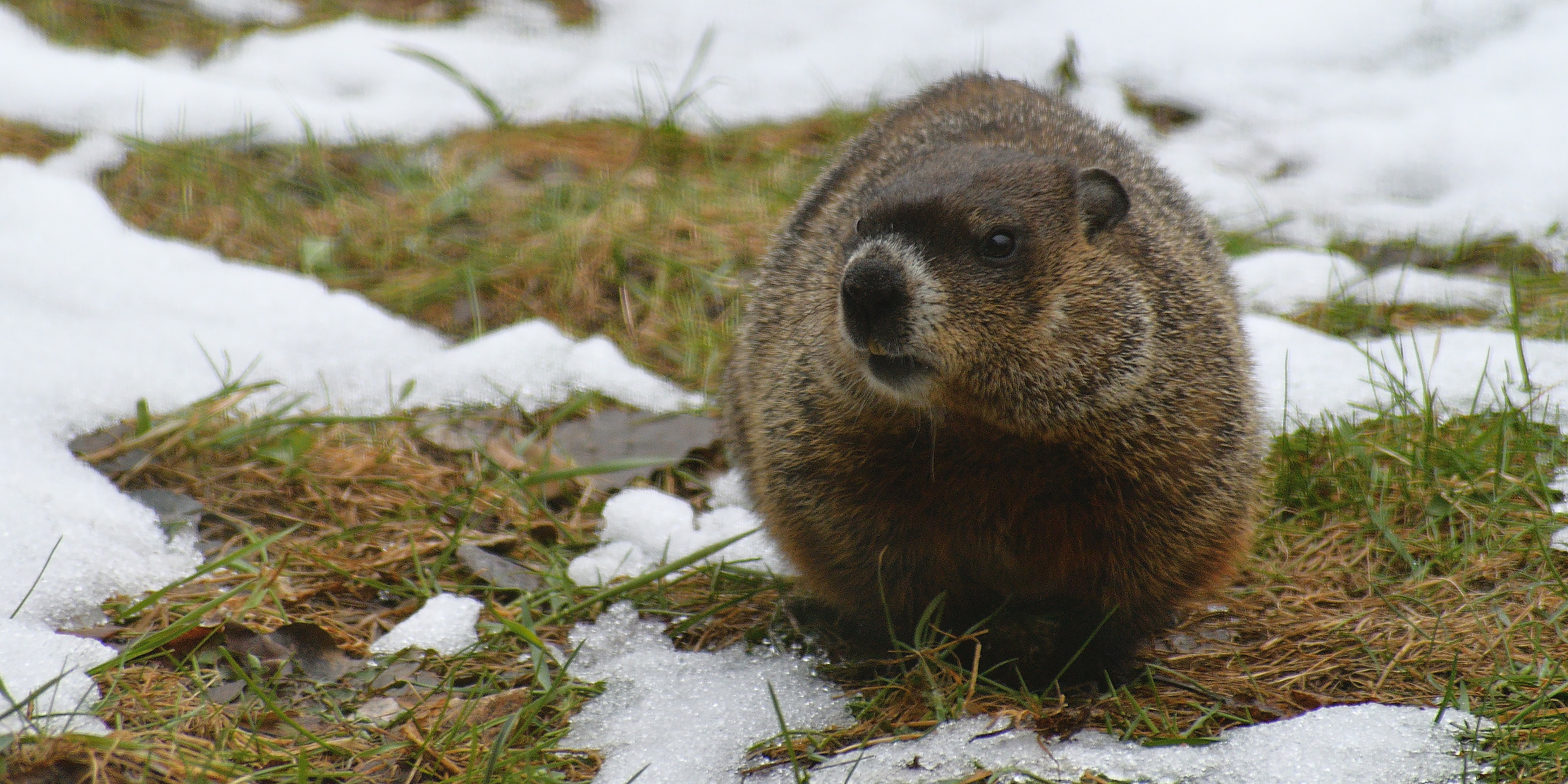 Image of a groundhog on snow-covered grass
