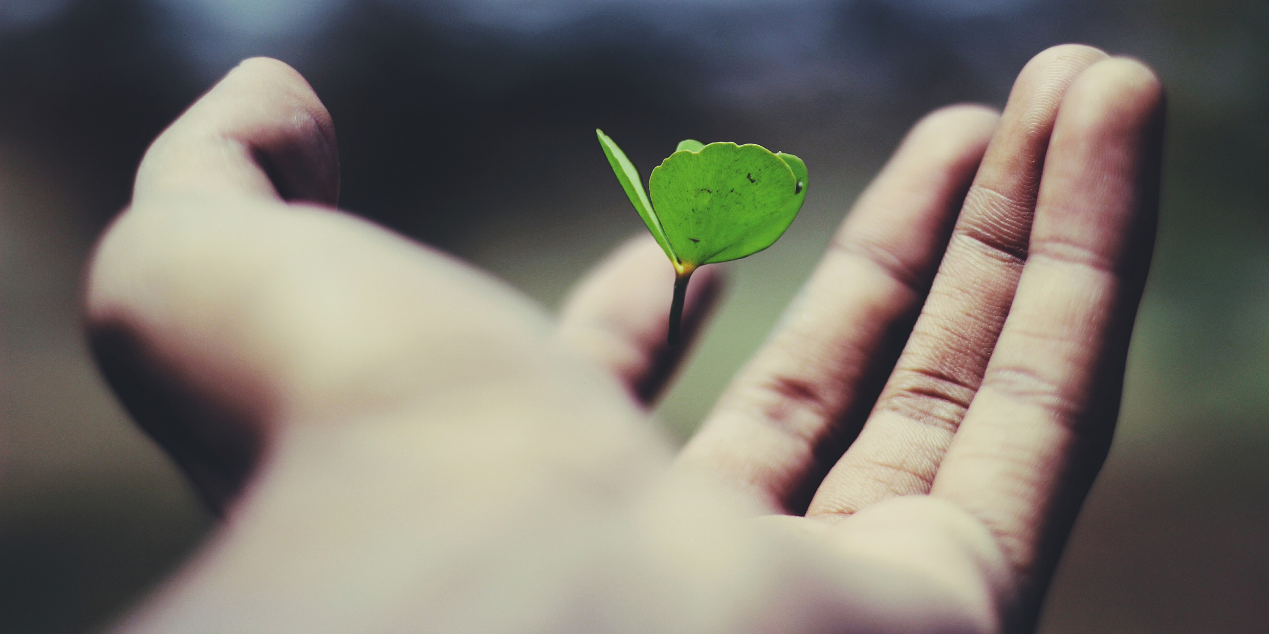 Image of a human hand holding a green plant leaf