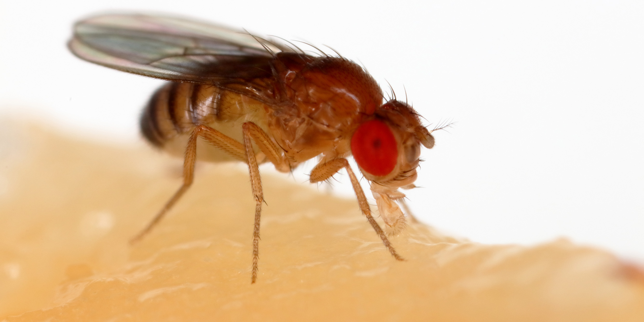 Close-up image of a fruit fly feeding on a banana