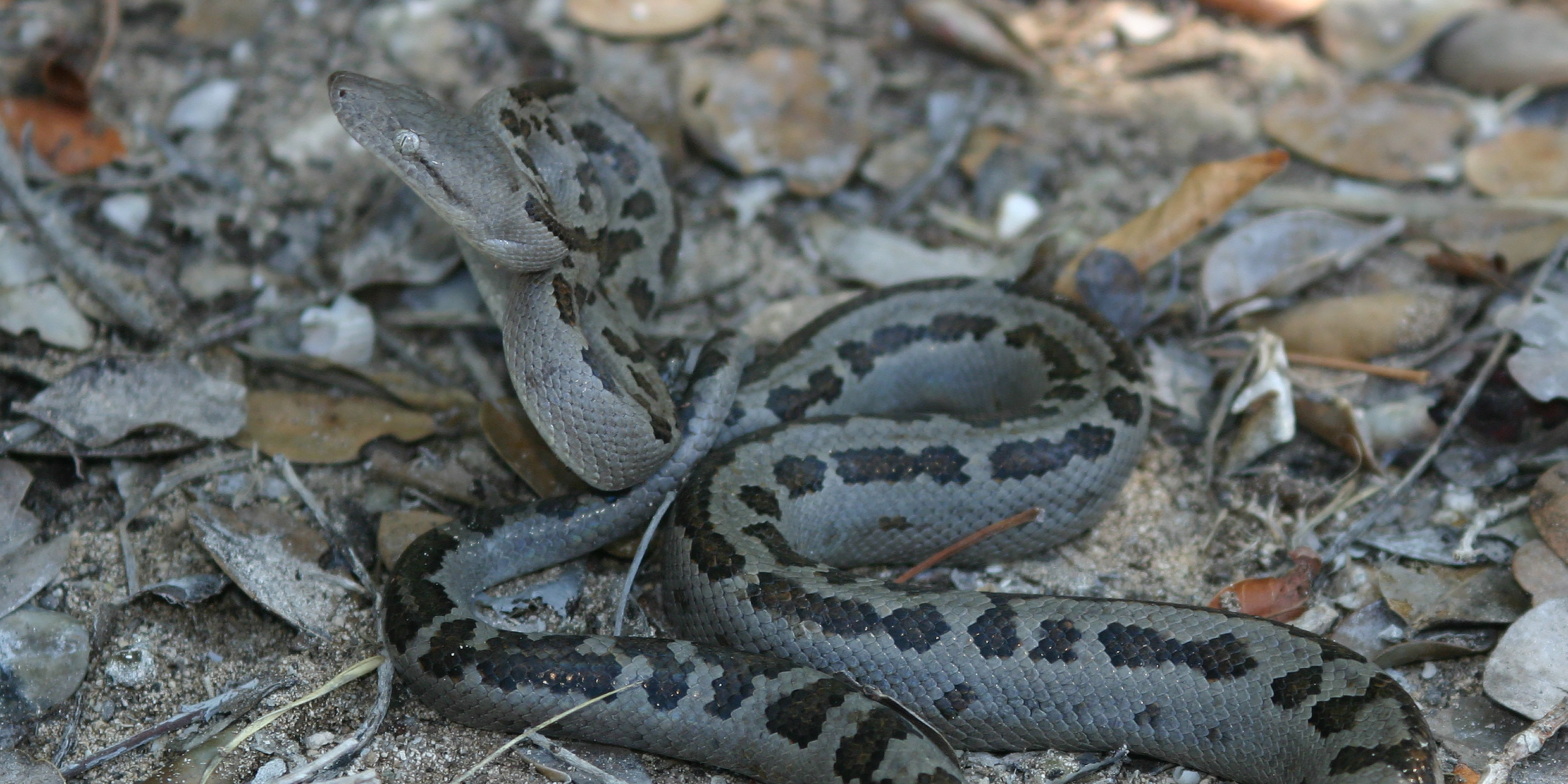 Image of a large boa constrictor coiled on the ground