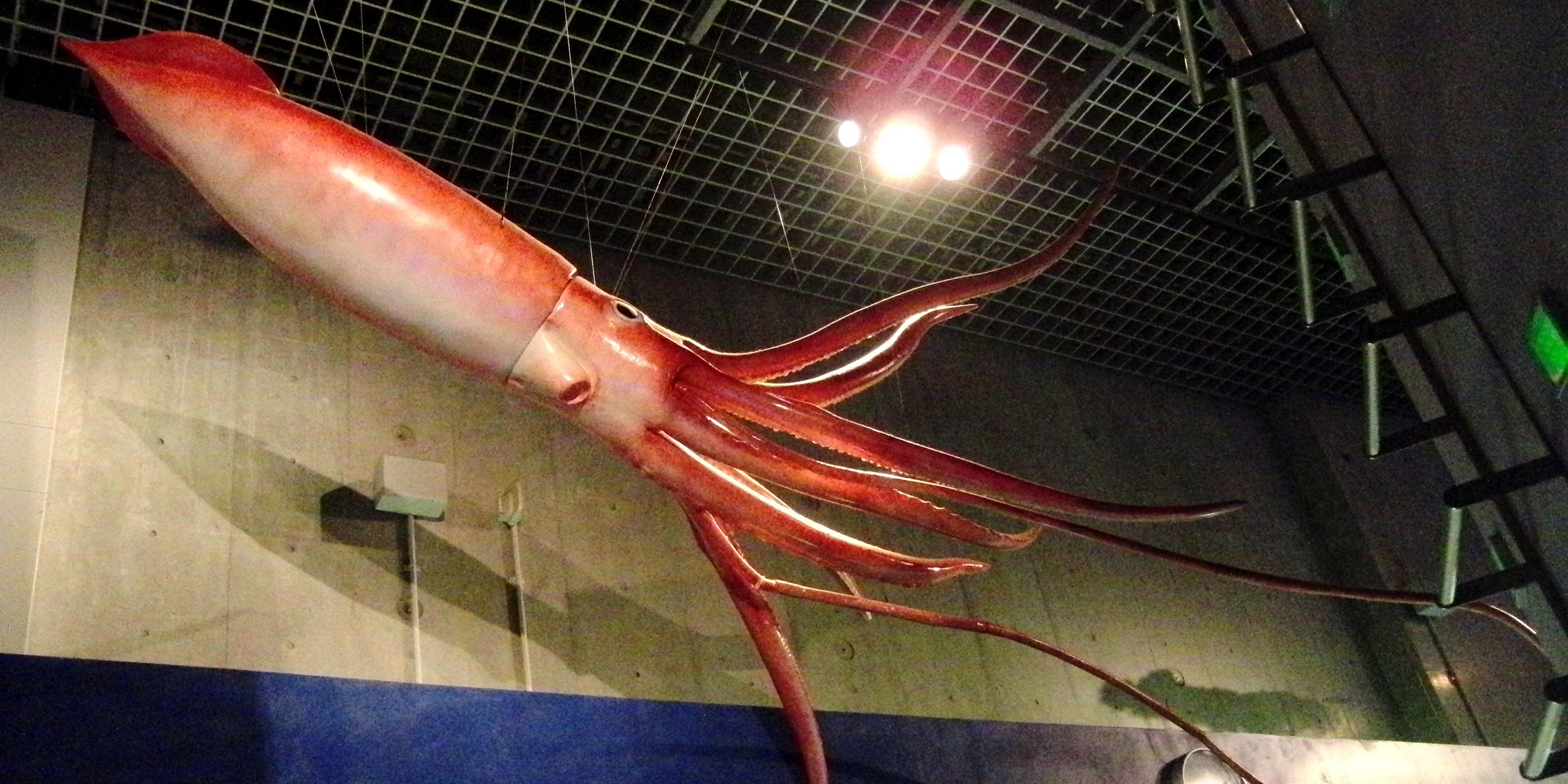 Image of a replica giant squid on display in a museum