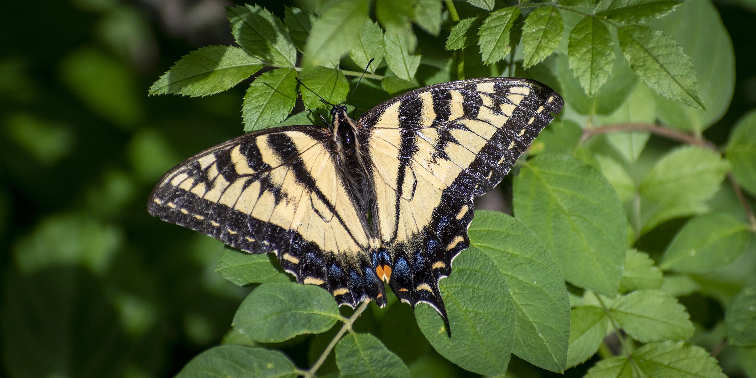 Image of yellow and black striped butterfly resting on leaf