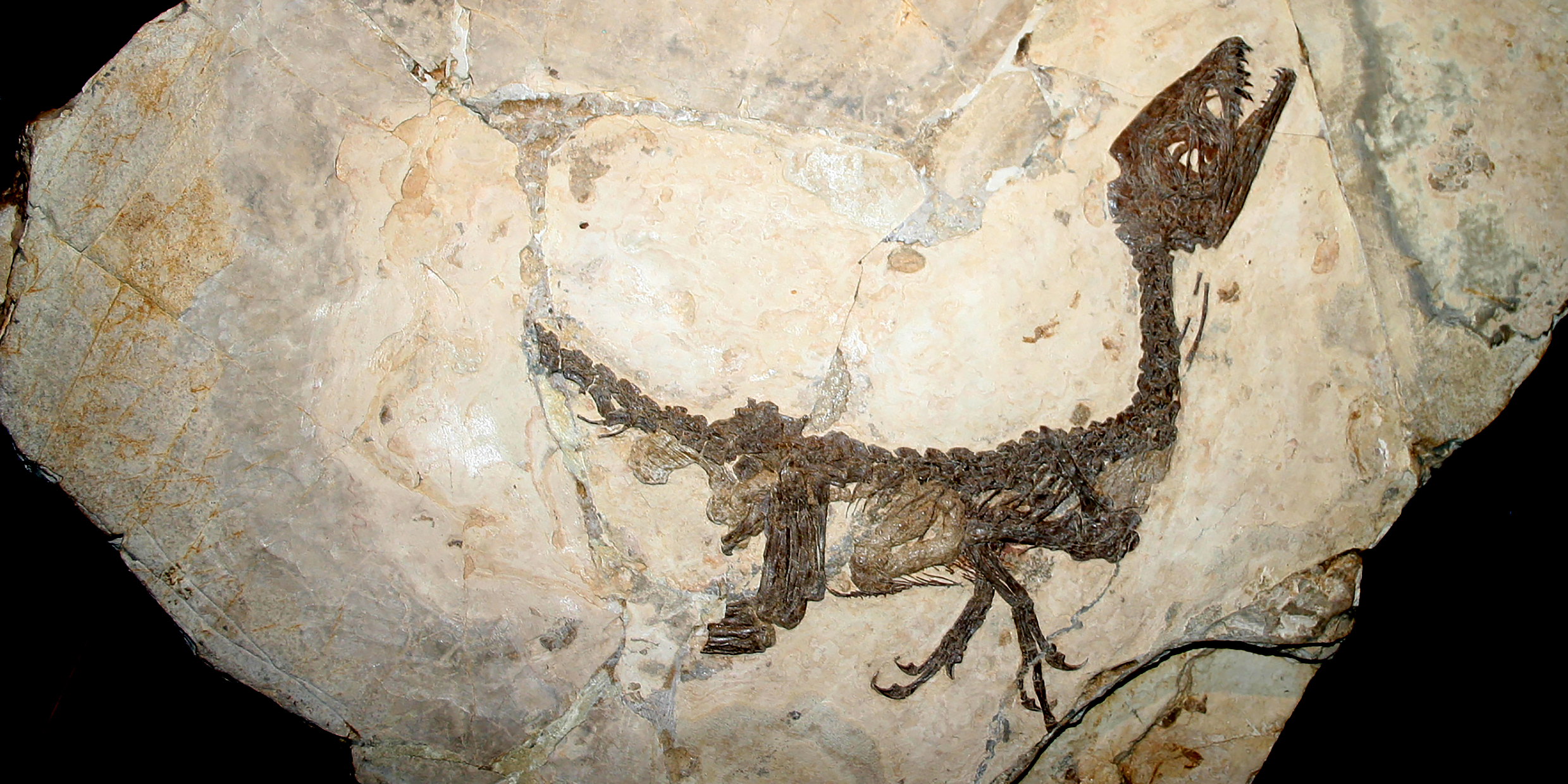Image of a well-preserved dinosaur fossil