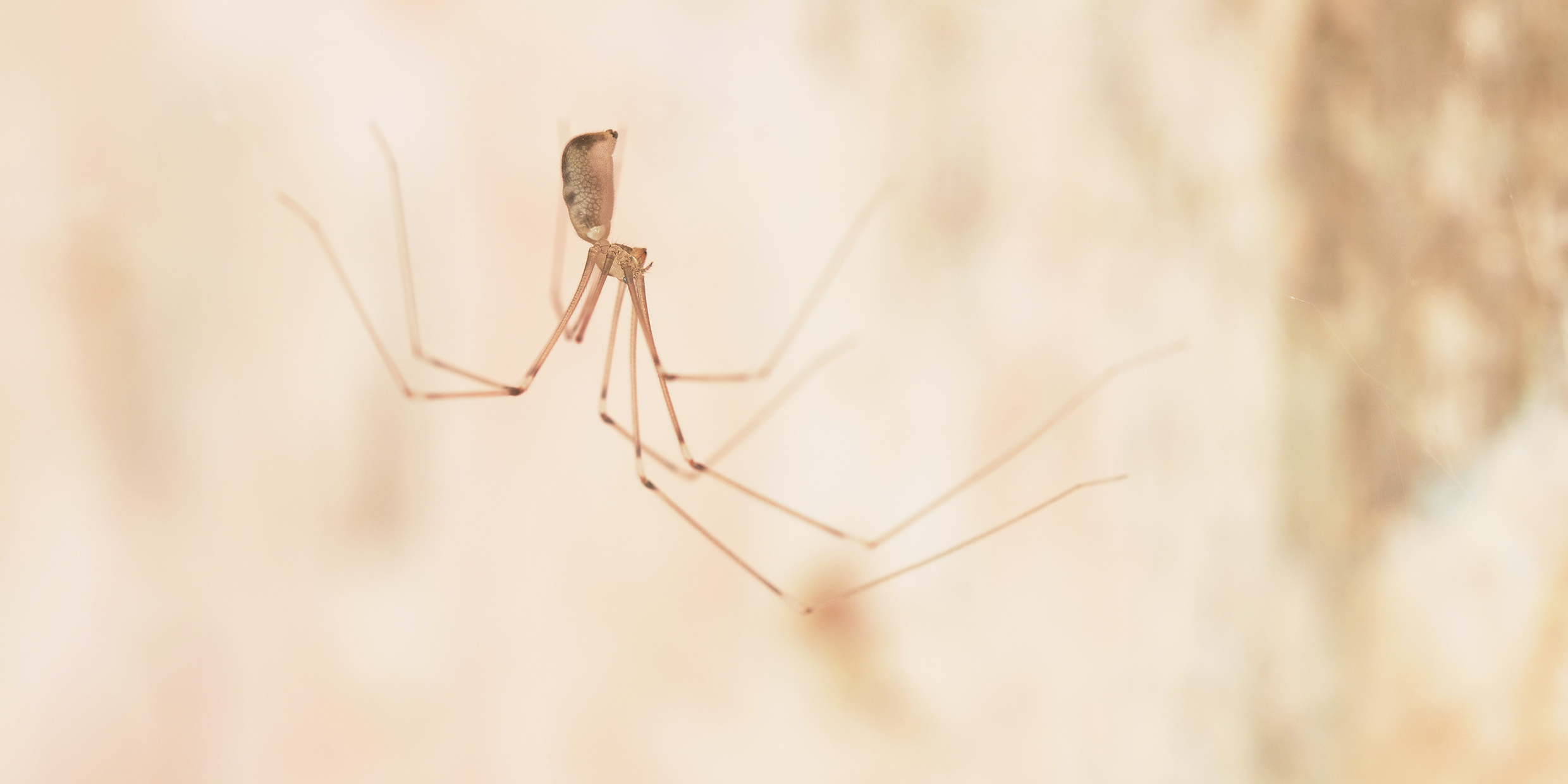 Daddy long legs spider with babies, I assume this is the mo…