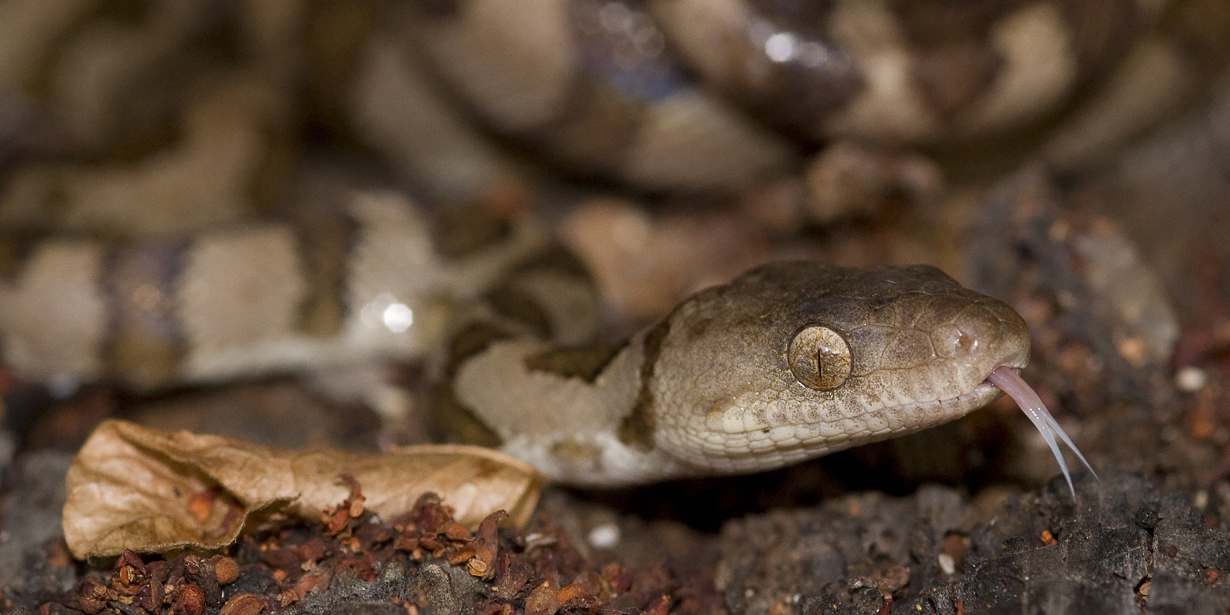 Close-up image of a snake with an extended tongue