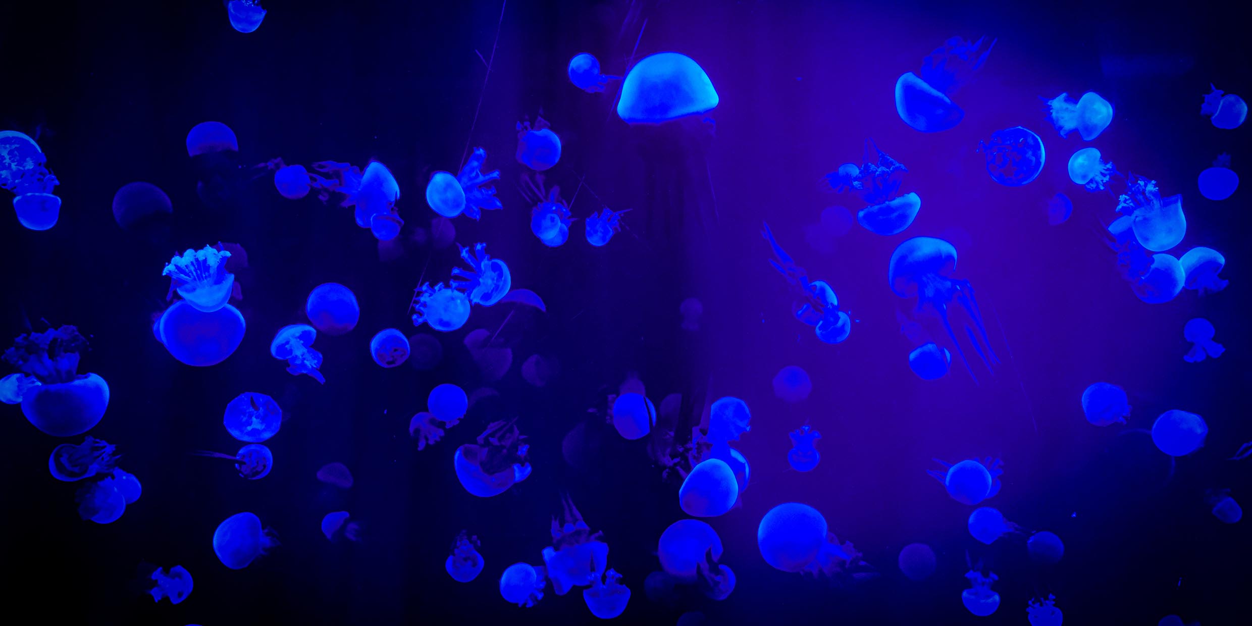 Image of a school of jellyfish