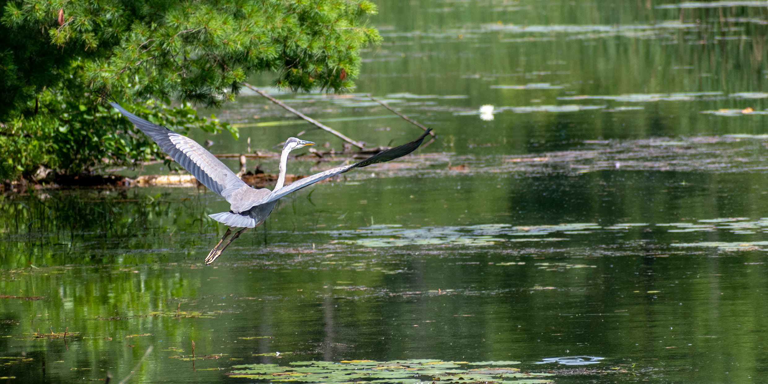 Image of a great blue heron rising into the air about a river