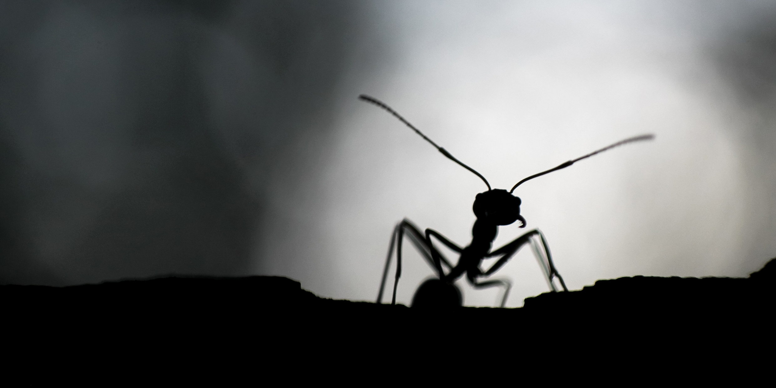 Image of a silhouette of an ant in darkness