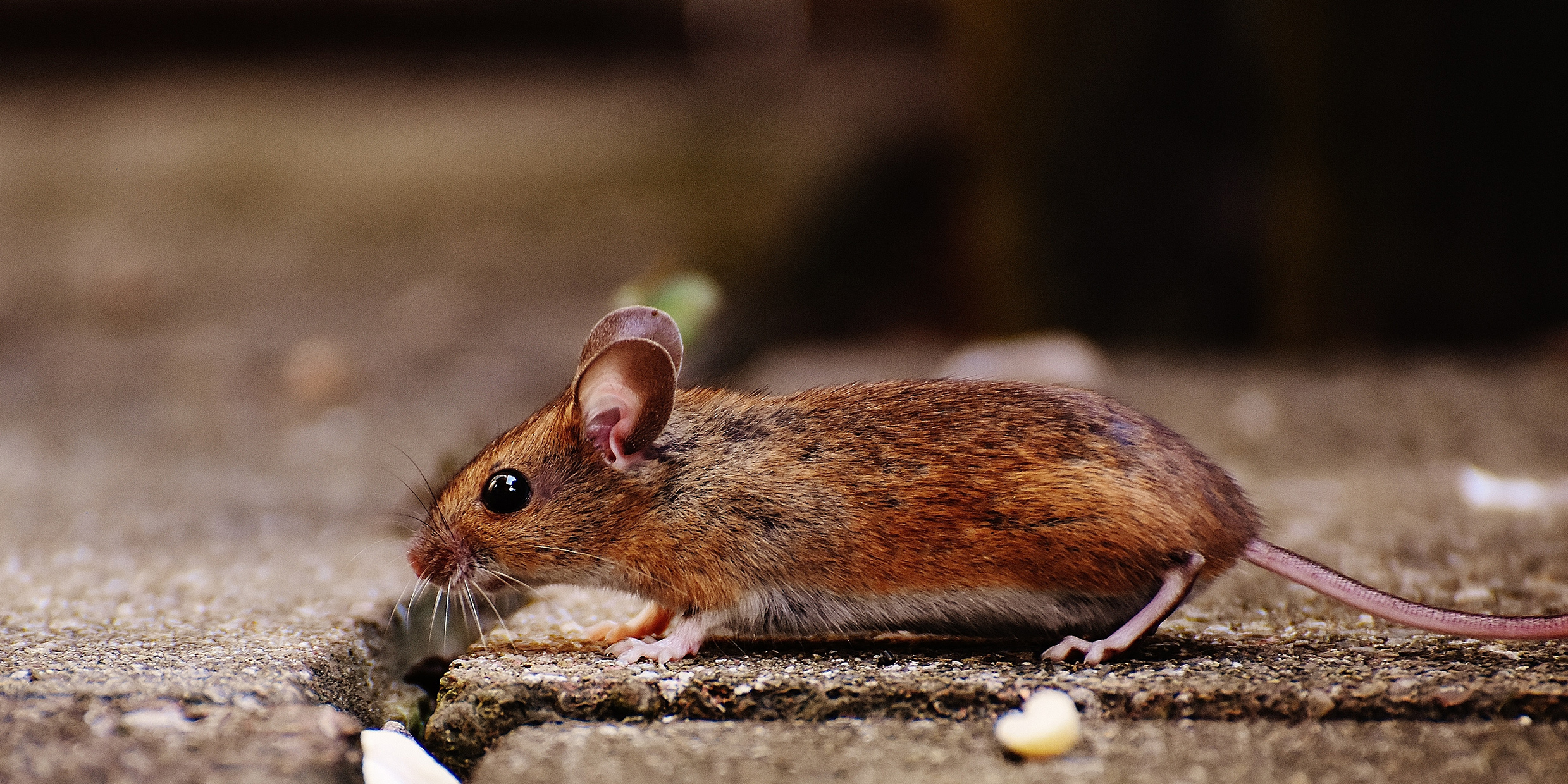 Does the world need smarter mice?