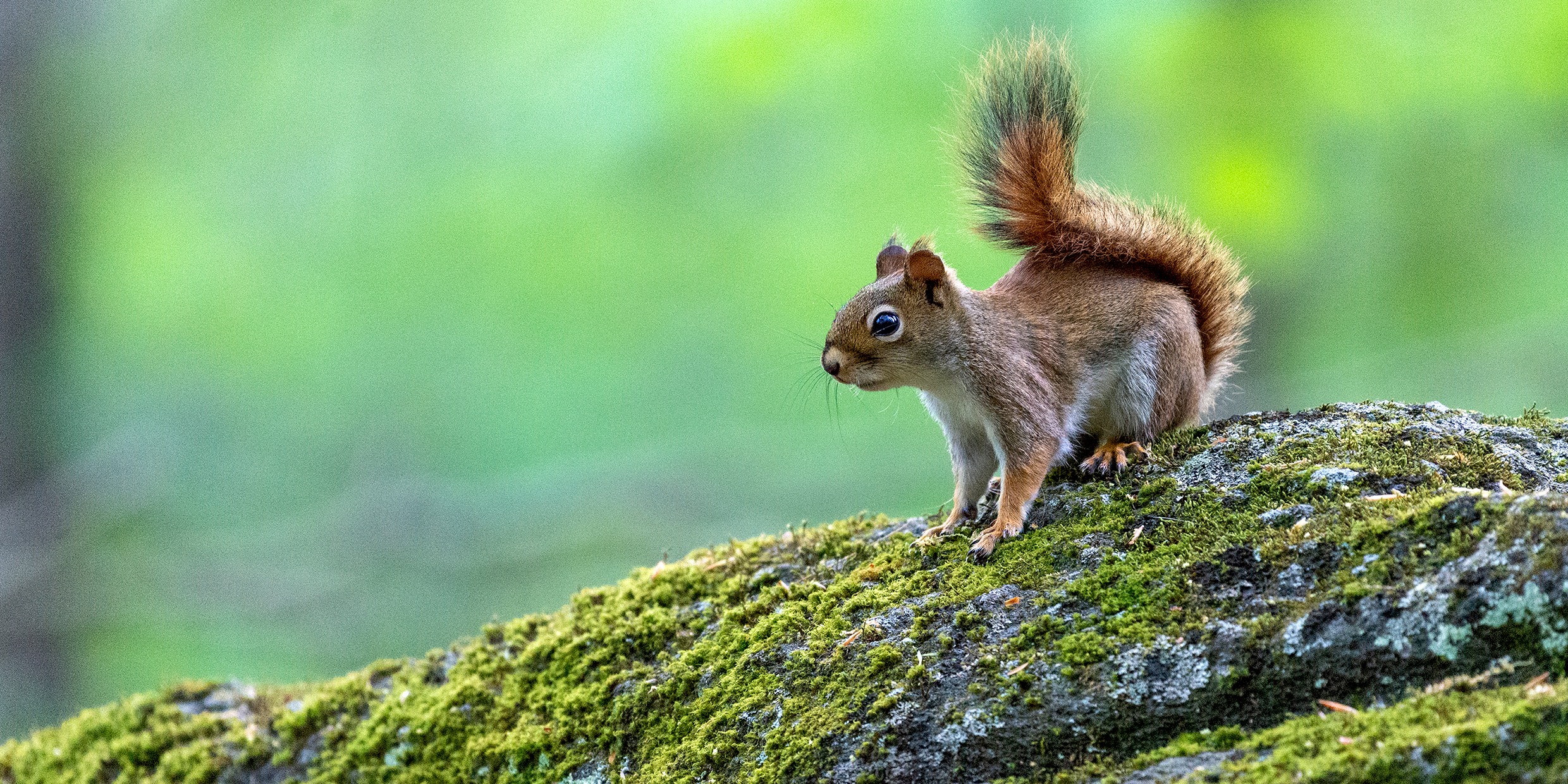 Image of a red squirrel on a mossy rock