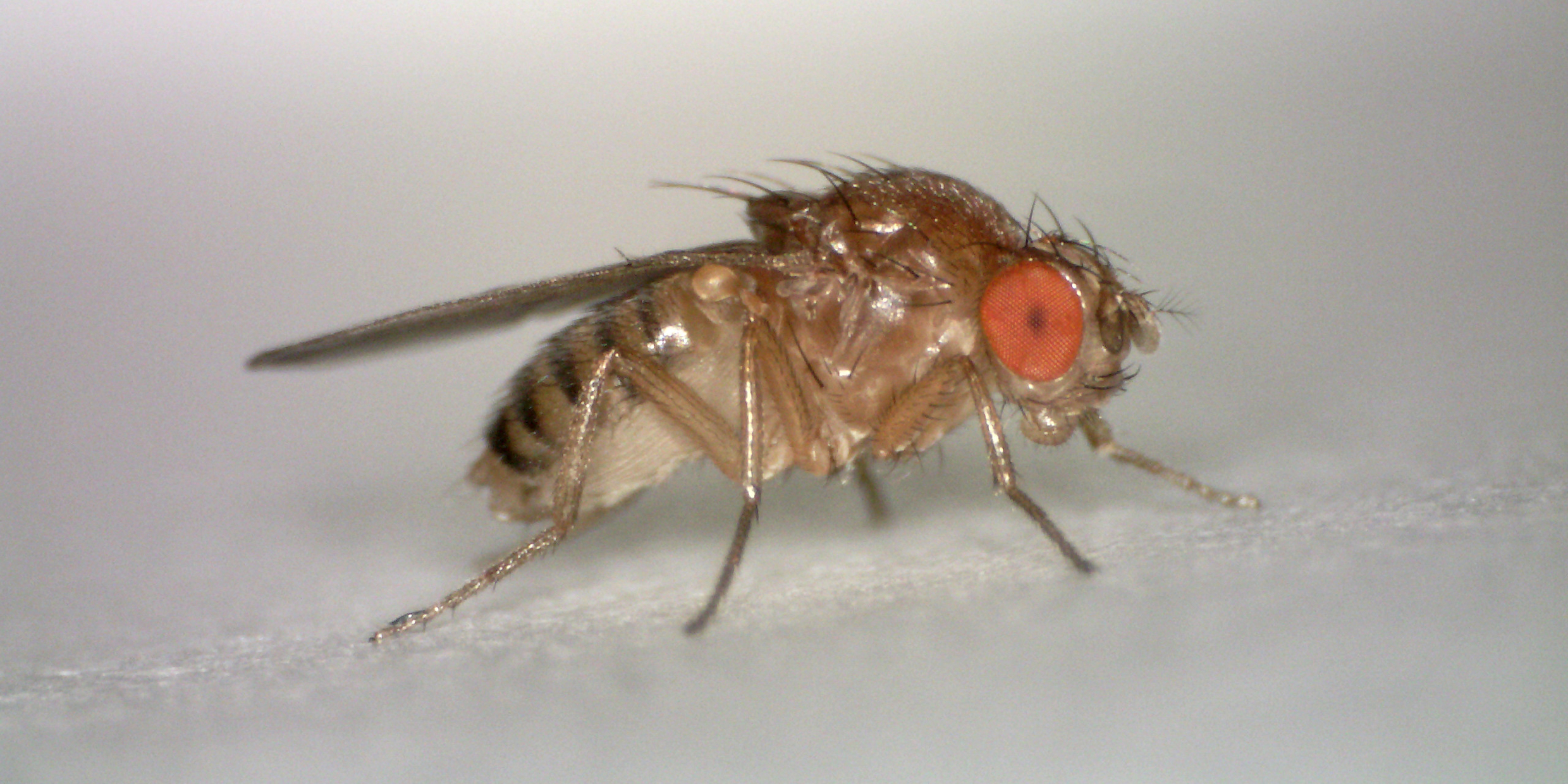 Close up image of a fruit fly