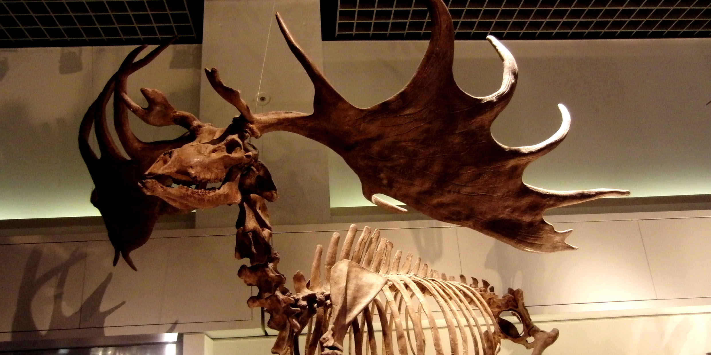 Image of a fossilized skeleton of an Irish elk with large antlers