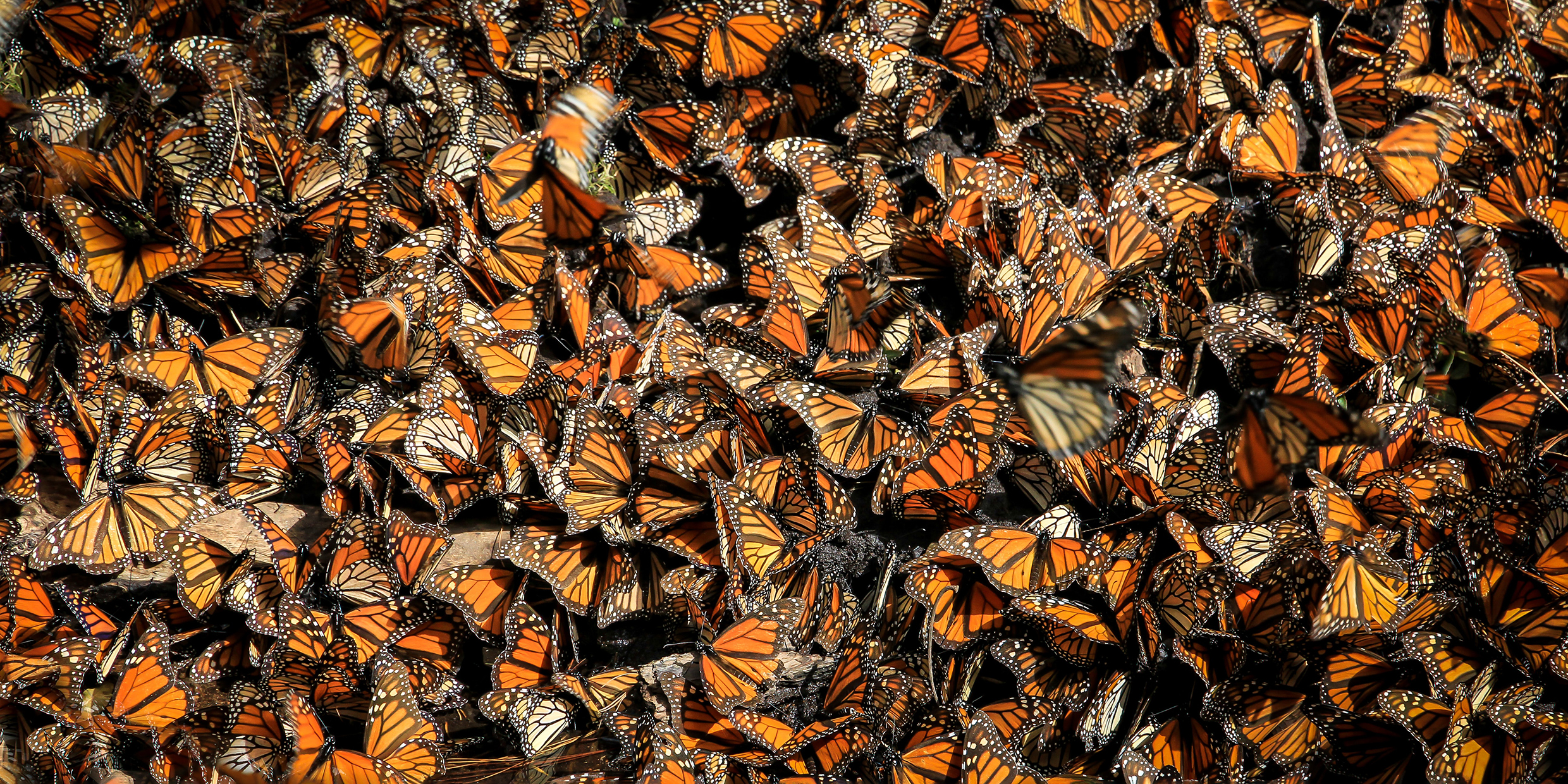 Closeup photo of a mass of orange-winged butterlies