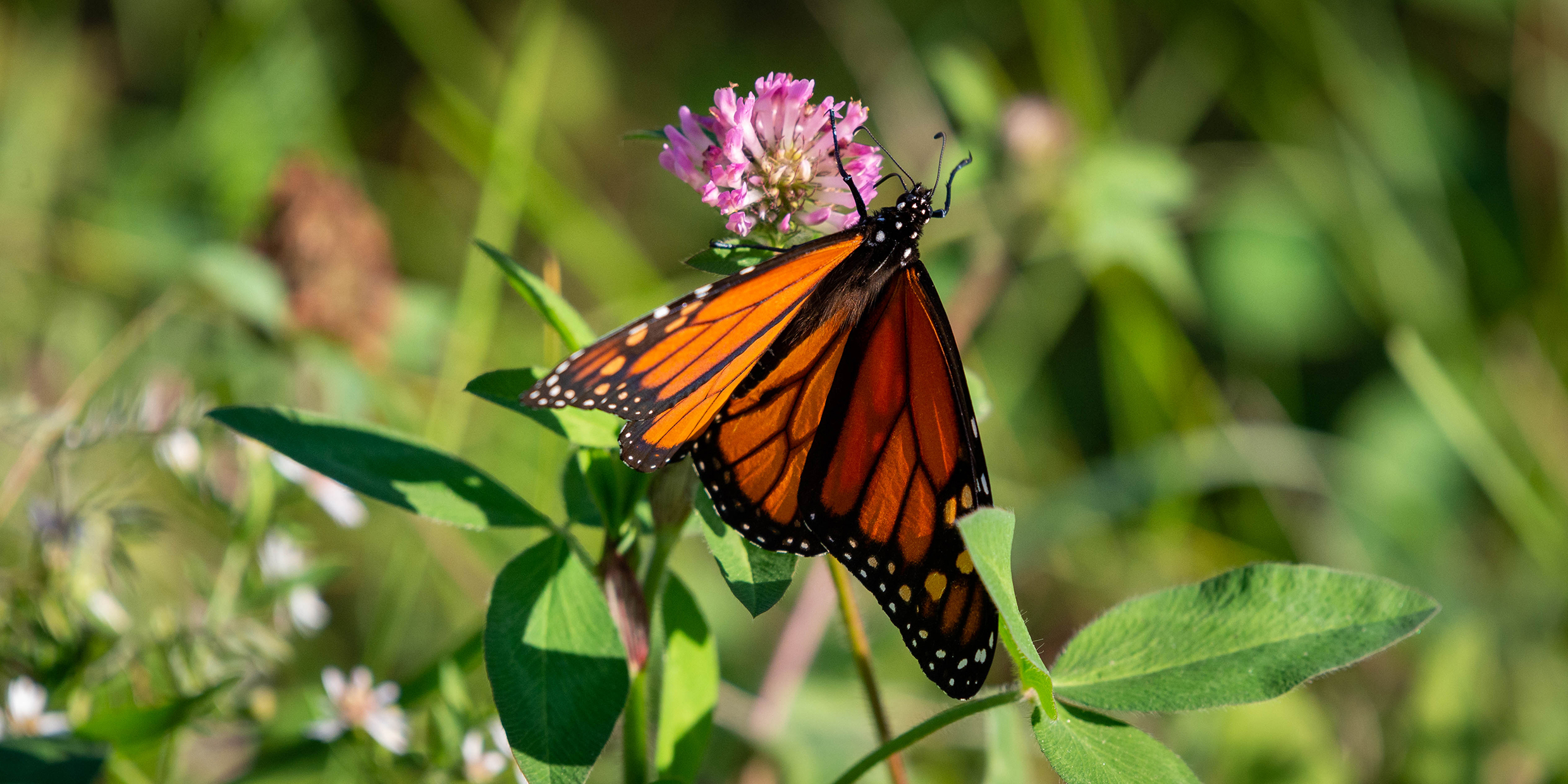 Image of a monarch butterfly perched on a flower