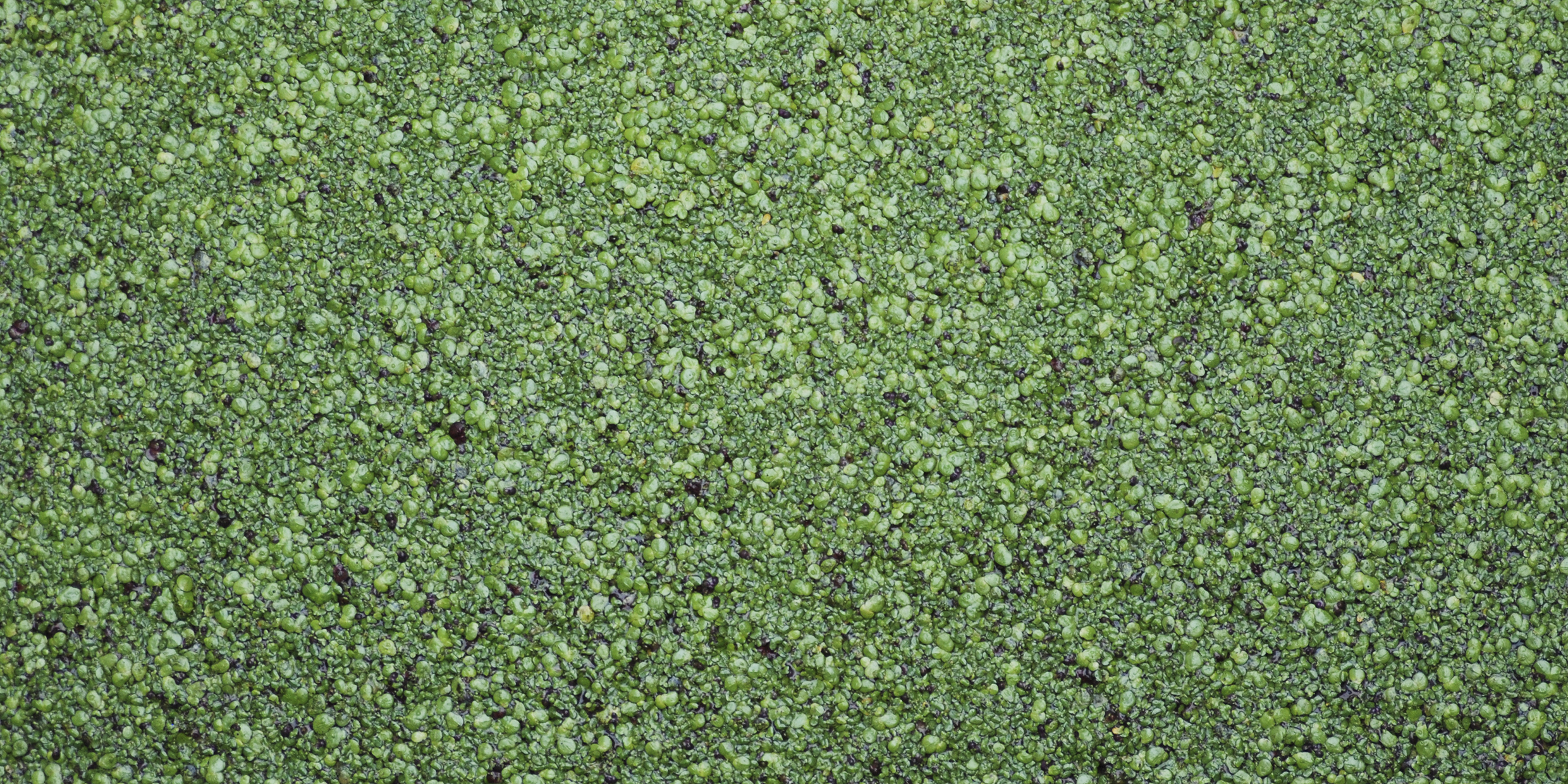 Image of a mat of green plants floating on water