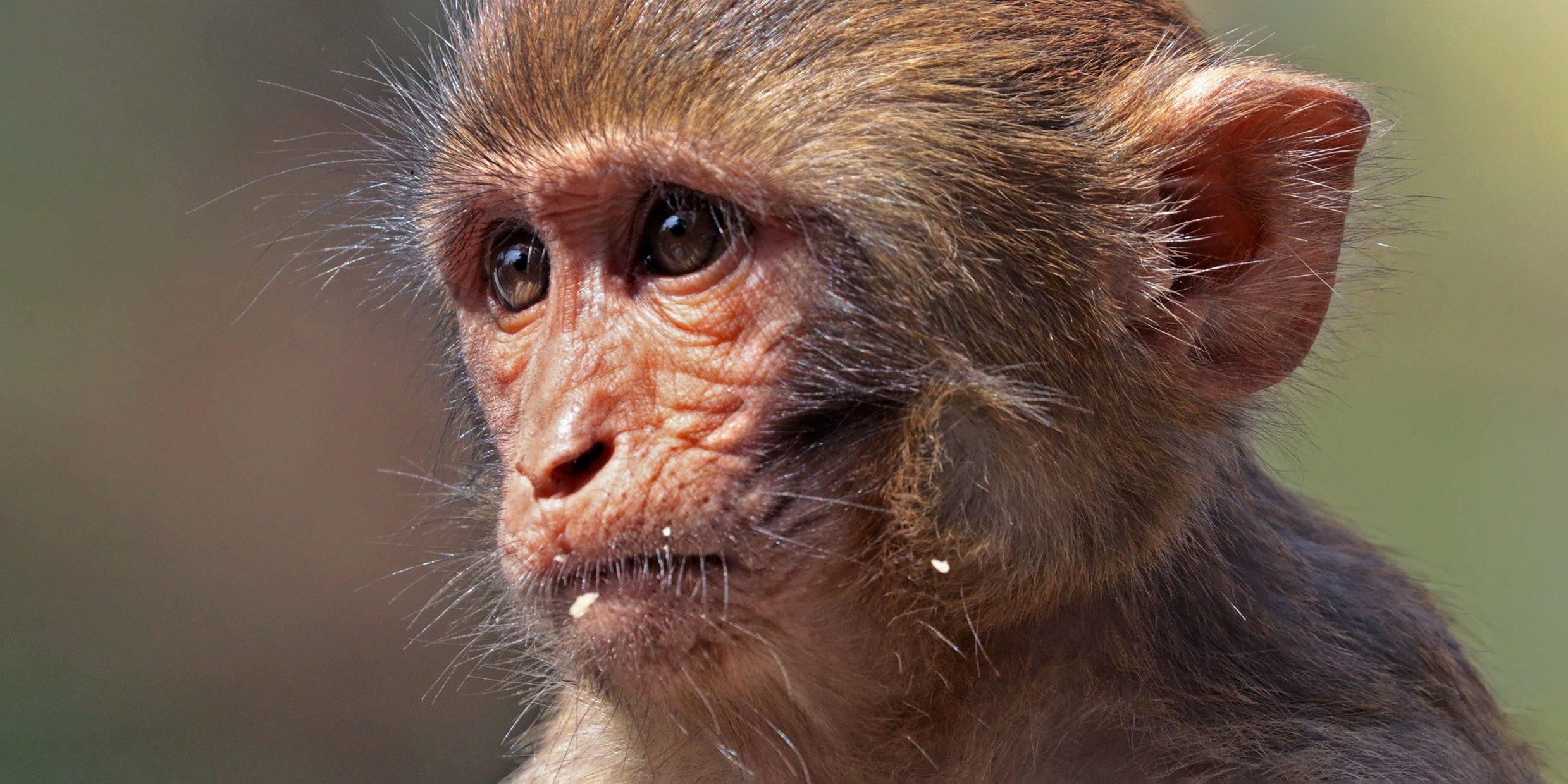 Image of a juvenile Rhesus monkey