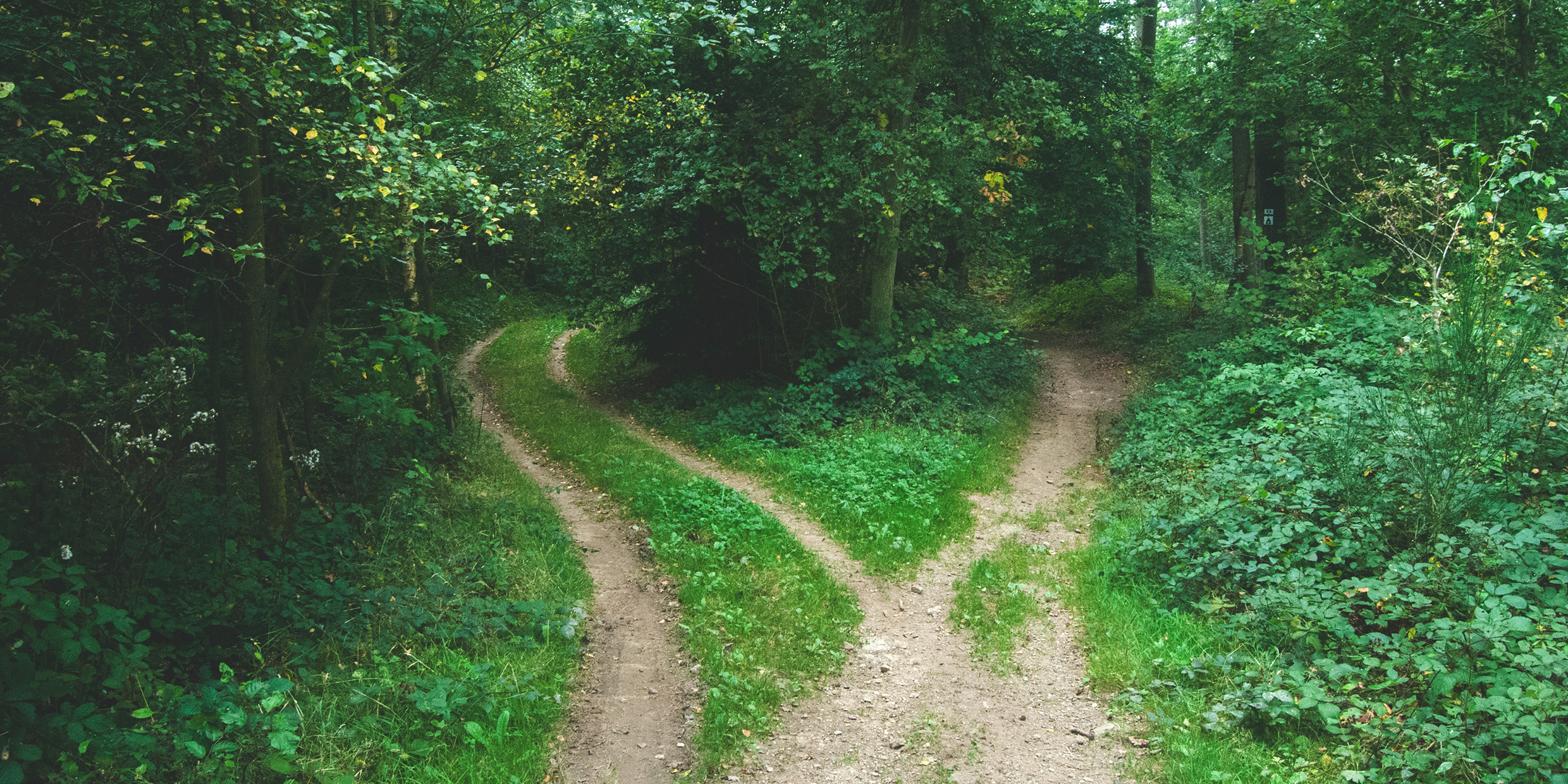 Image of two paths diverging in a wood