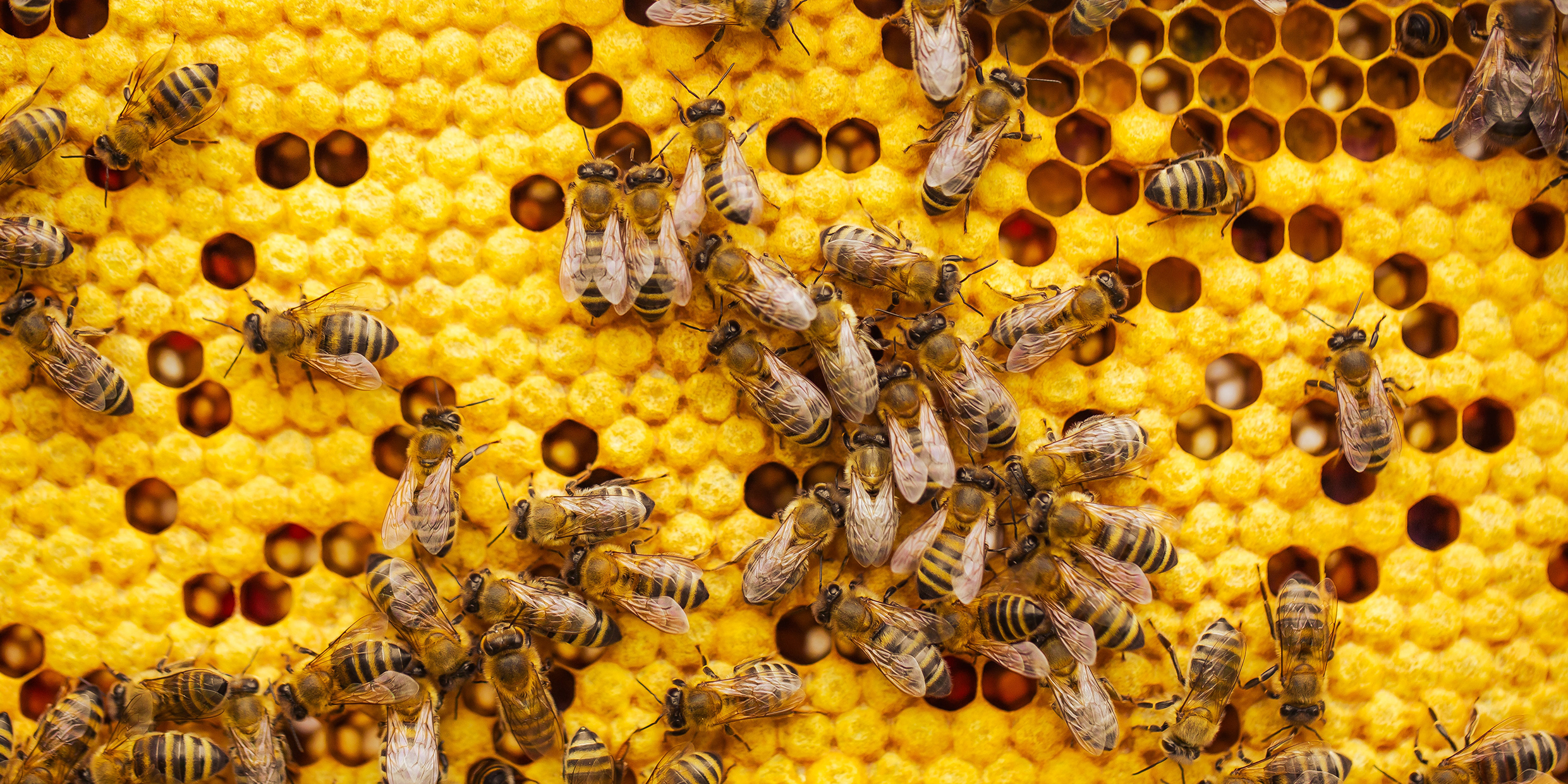 Image of bees on the surface of a honeycomb